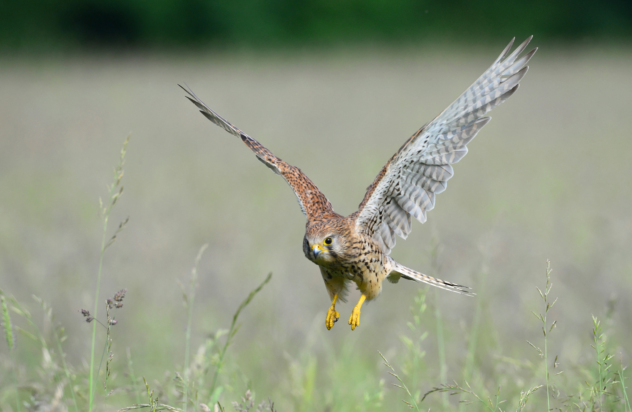 Sigma 500mm F4.5 EX DG HSM sample photo. Falco tinnunculus photography