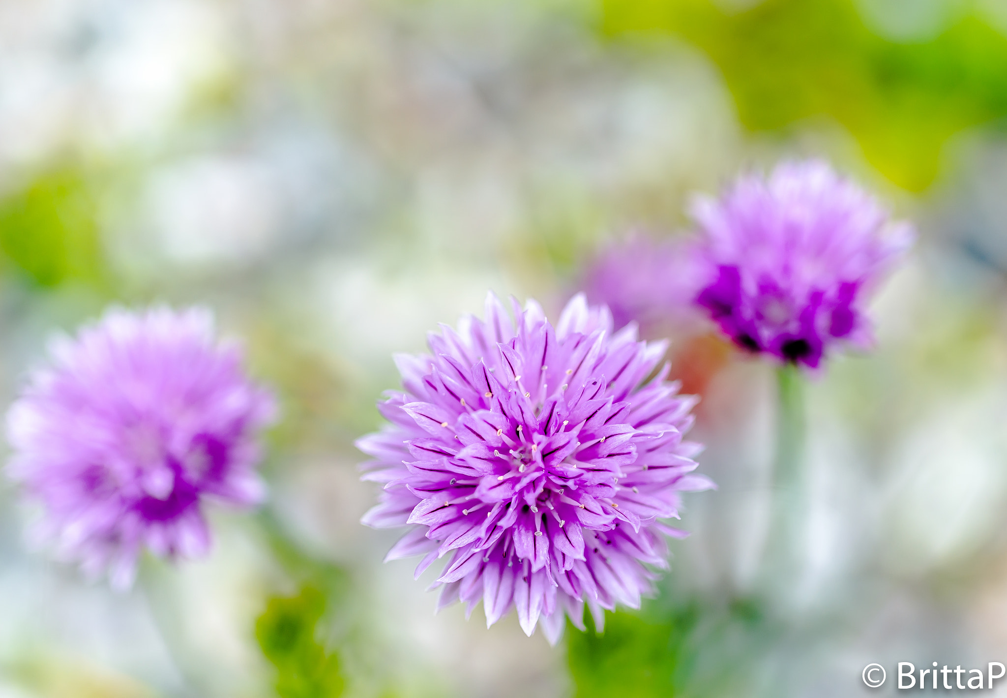 Nikon D610 + Sigma 50mm F2.8 EX DG Macro sample photo. Chive - close up photography