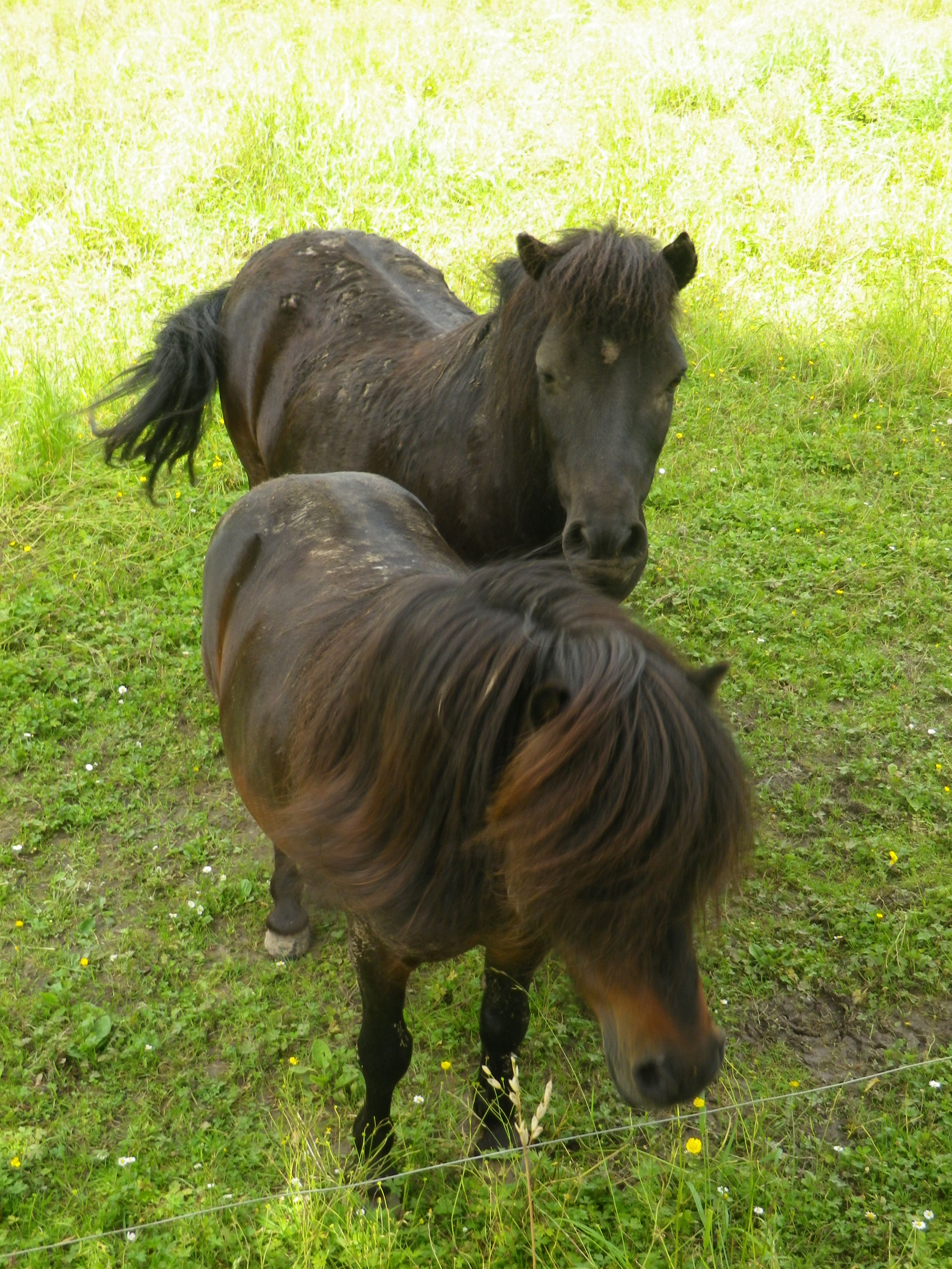 Pentax Optio RZ18 sample photo. Poney photography