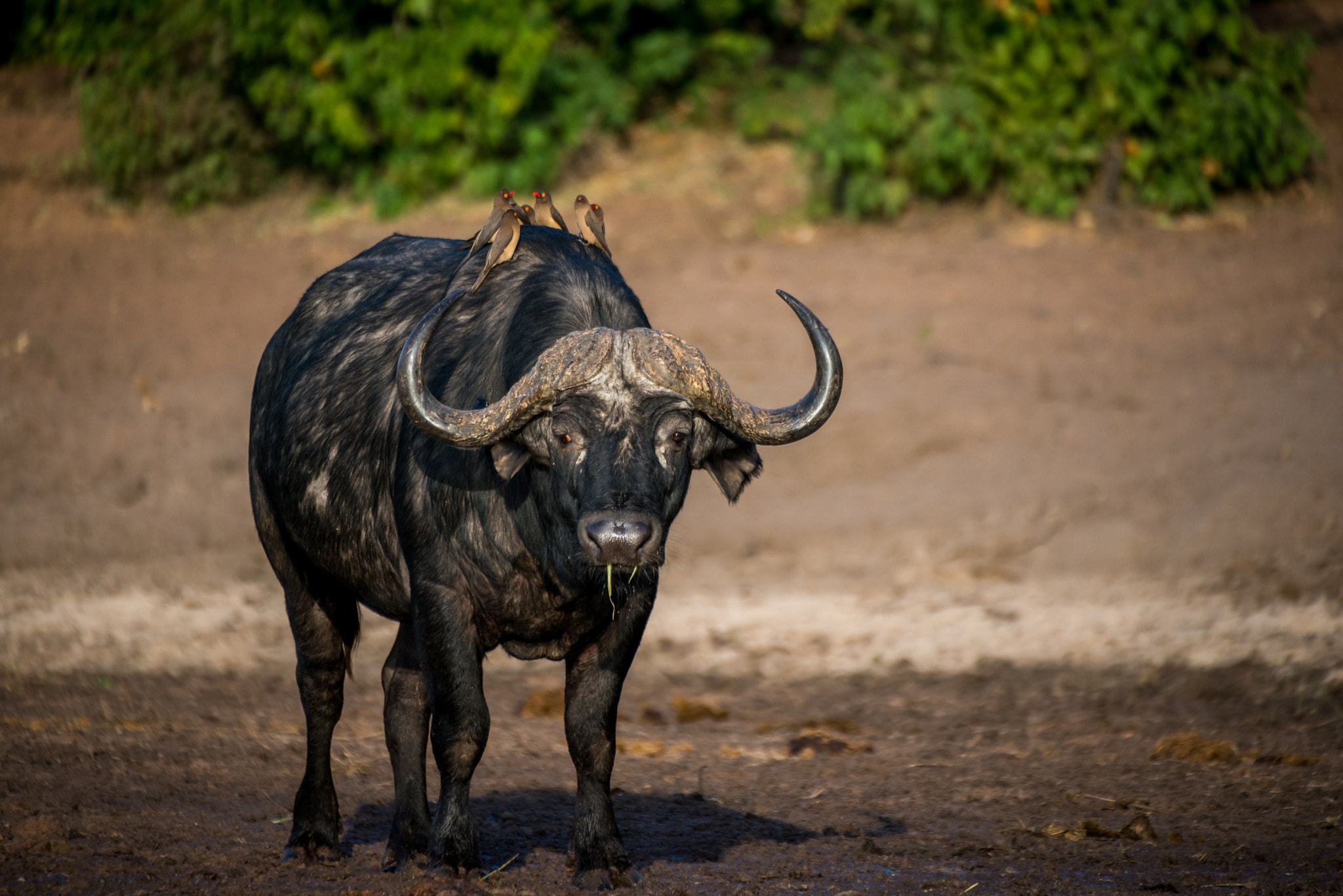 Sigma 50-500mm F4.5-6.3 DG OS HSM sample photo. Cape buffalo photography