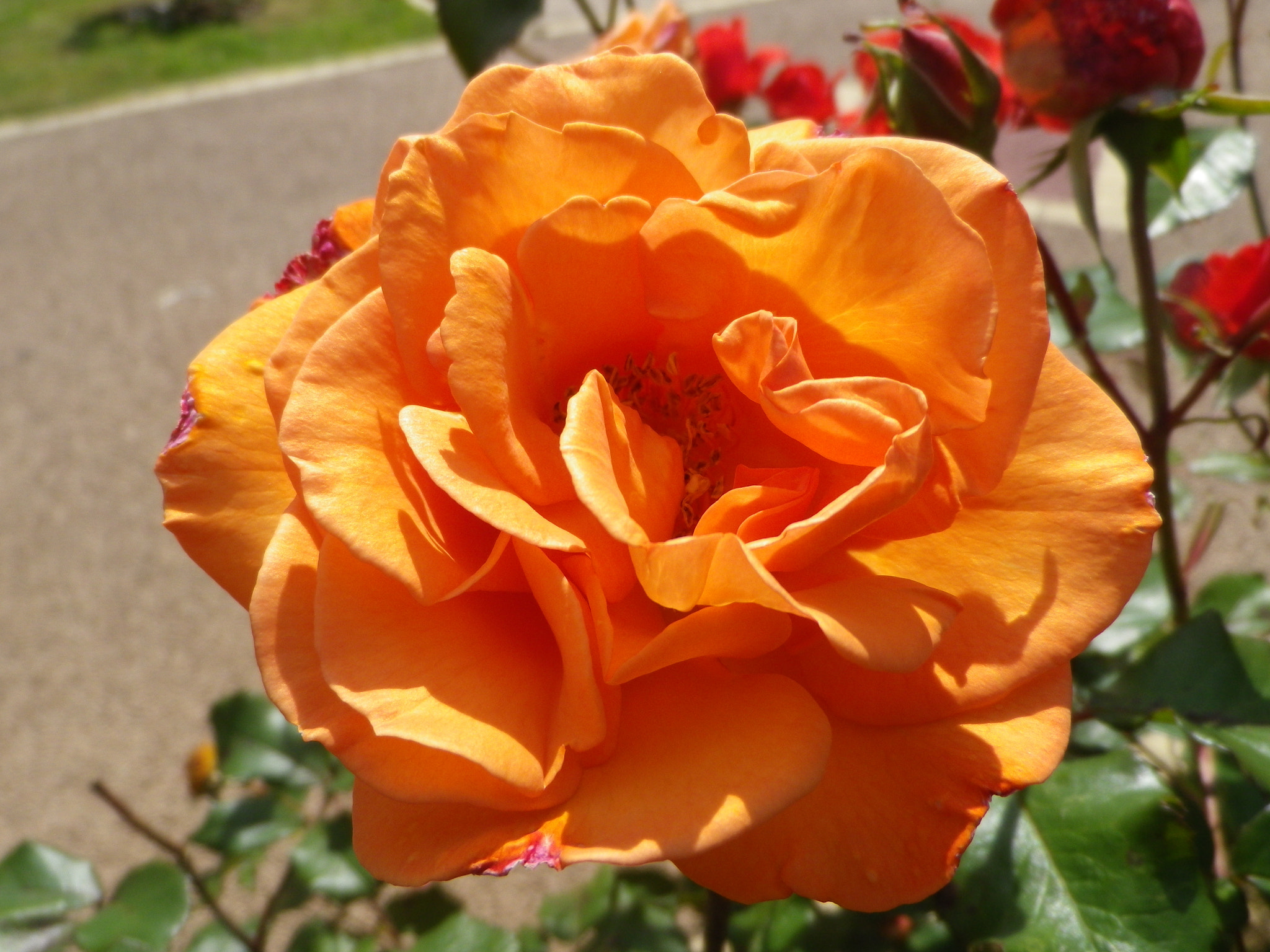 Pentax Optio RZ18 sample photo. Rose orange photography