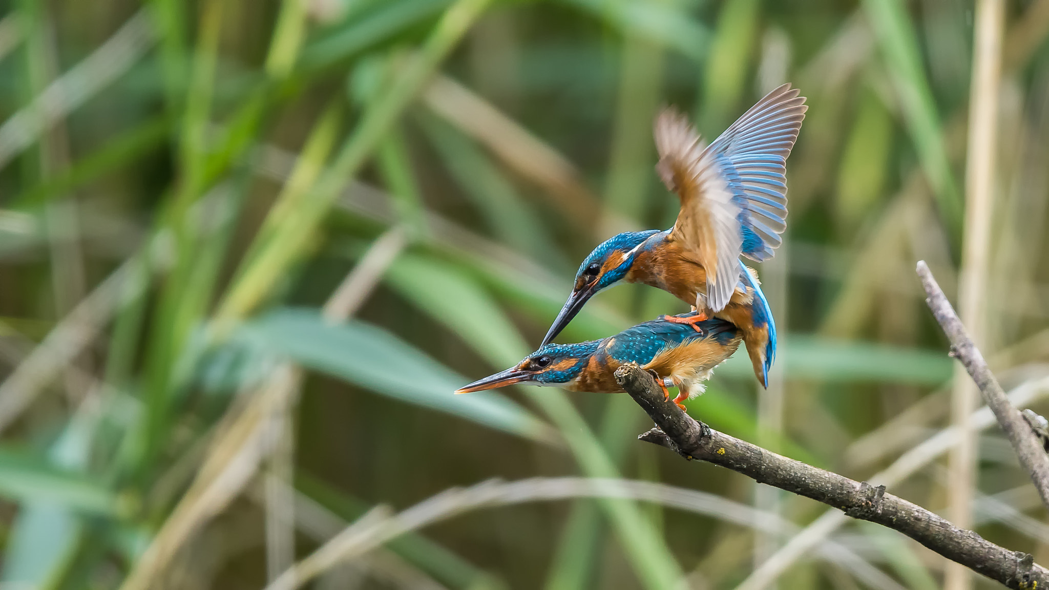 Canon EOS-1D X Mark II + Canon EF 400mm F2.8L IS II USM sample photo. Martinpescastore  photography