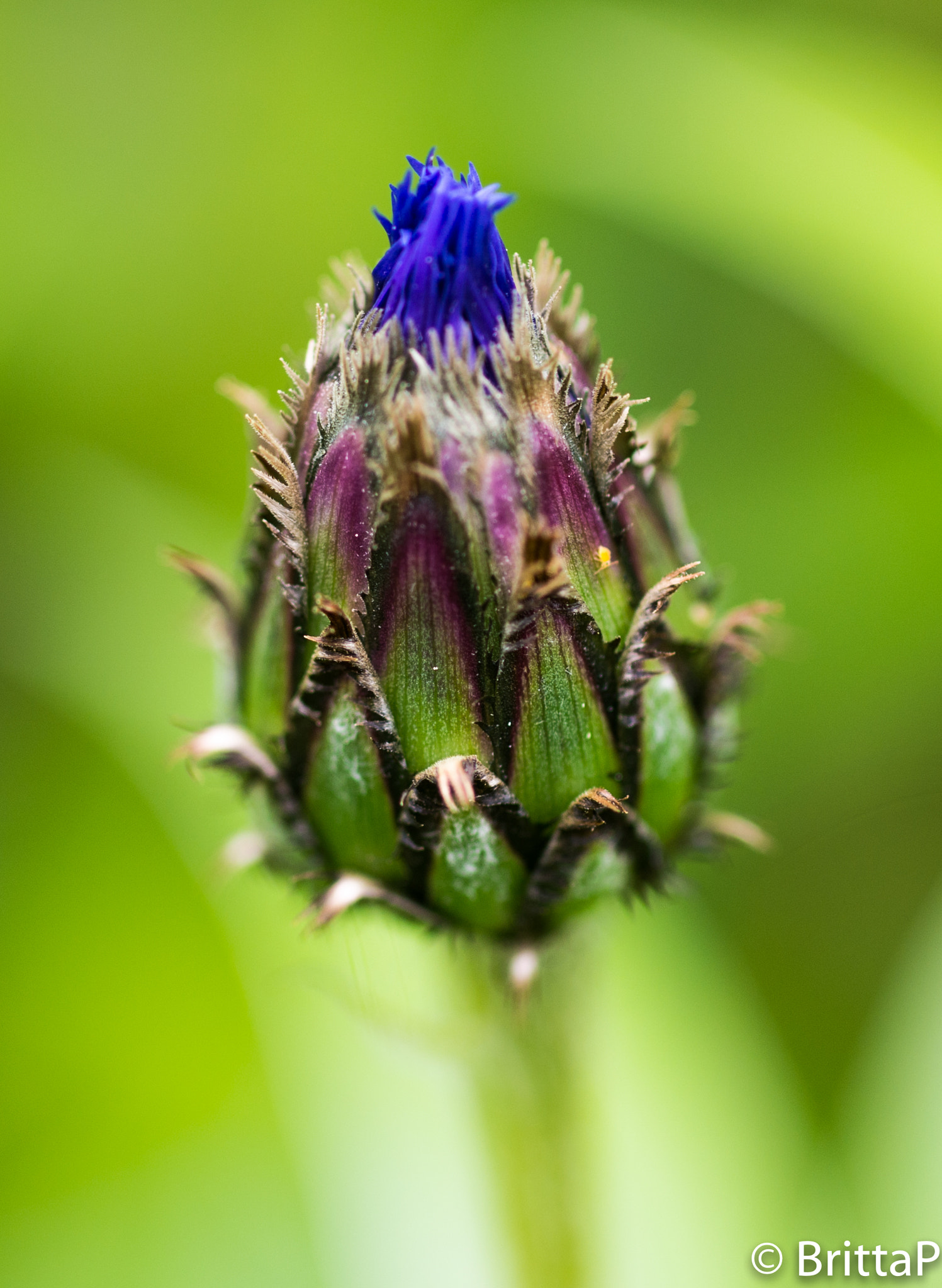 Nikon D610 + Sigma 50mm F2.8 EX DG Macro sample photo. Mountain knoppurt photography