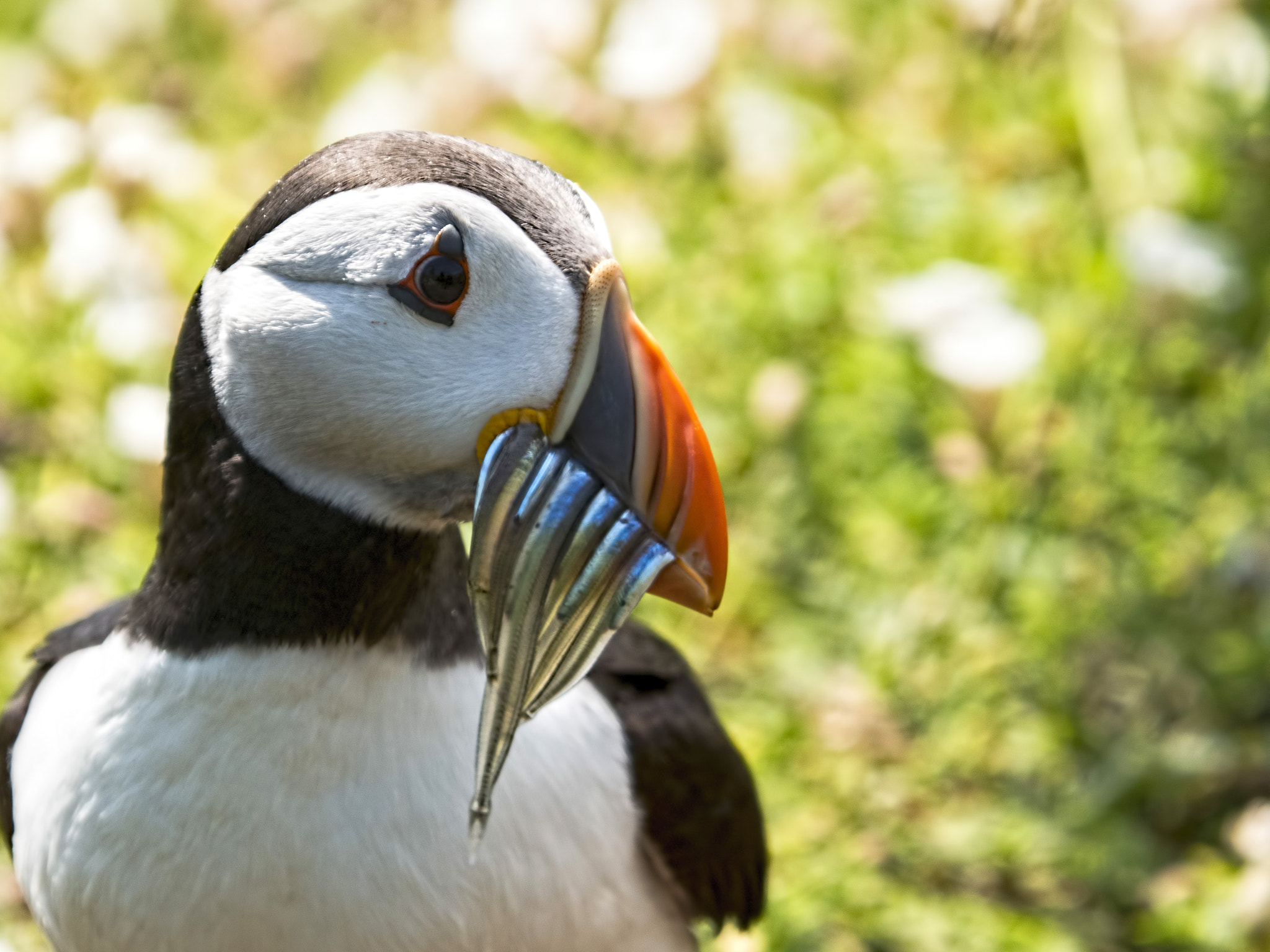 Olympus OM-D E-M5 II + SIGMA 50-500mm F4-6.3 DG HSM sample photo. Puffin with sandeels photography