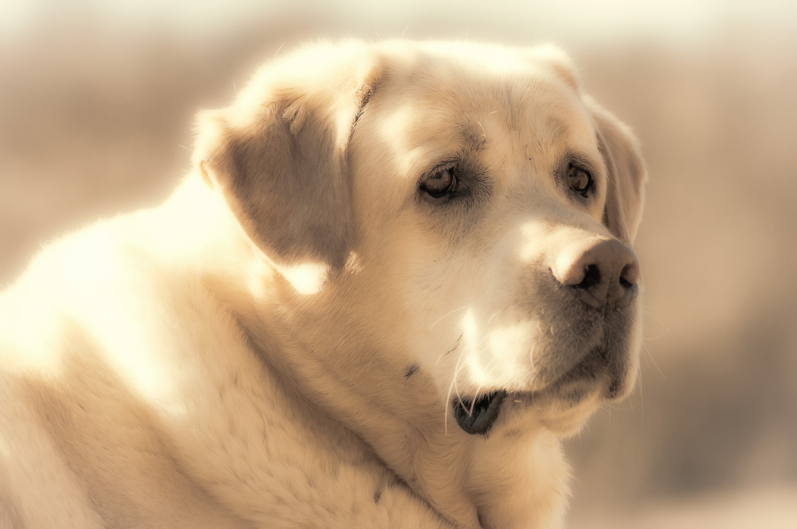Sigma 70-300mm F4-5.6 APO DG Macro sample photo. Bailey's portrait photography