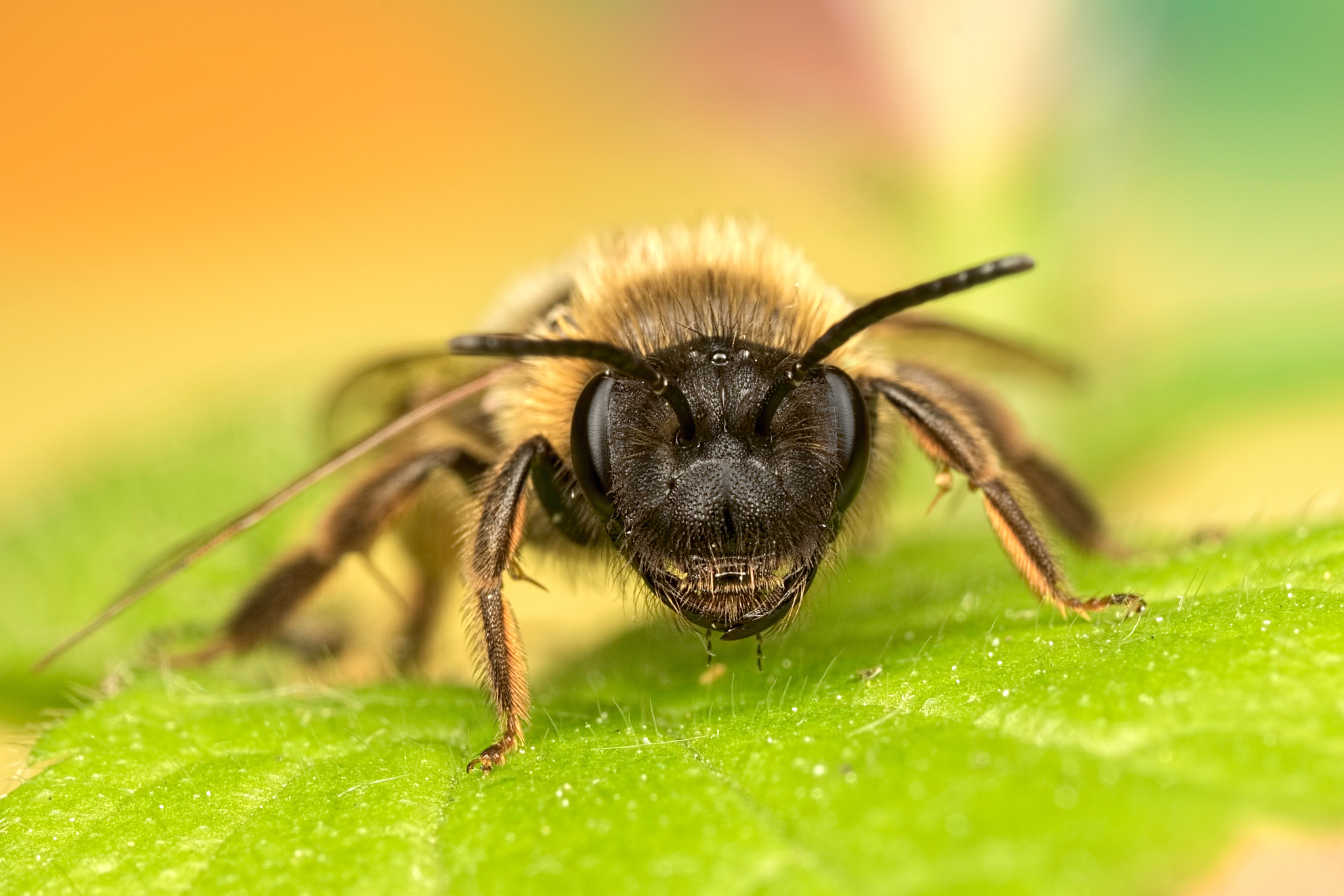 Canon EOS 760D (EOS Rebel T6s / EOS 8000D) + Canon MP-E 65mm F2.5 1-5x Macro Photo sample photo. The rainbow bee photography