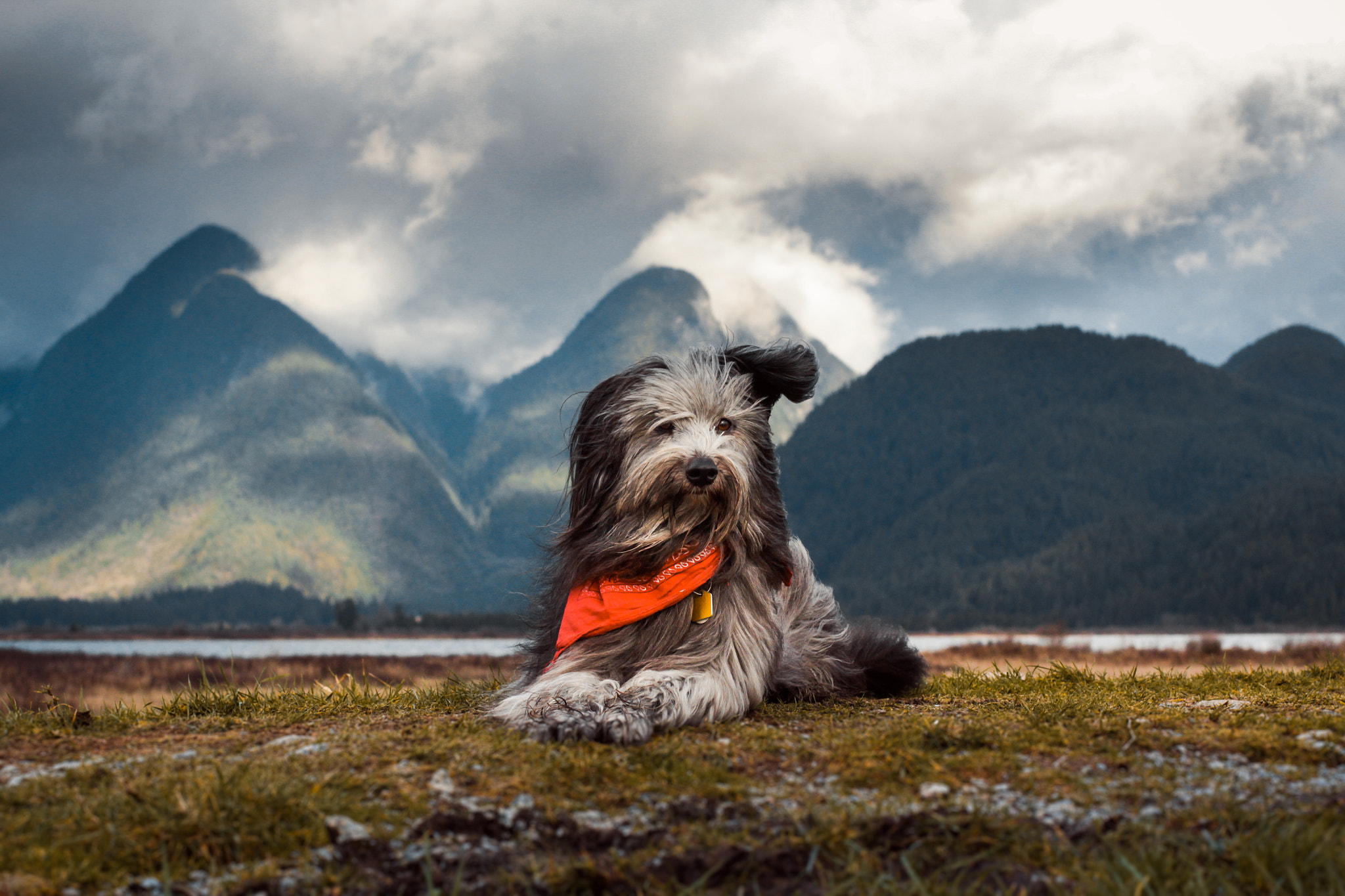 Canon EOS 60D + Canon EF 50mm F1.4 USM sample photo. Mountain pup photography