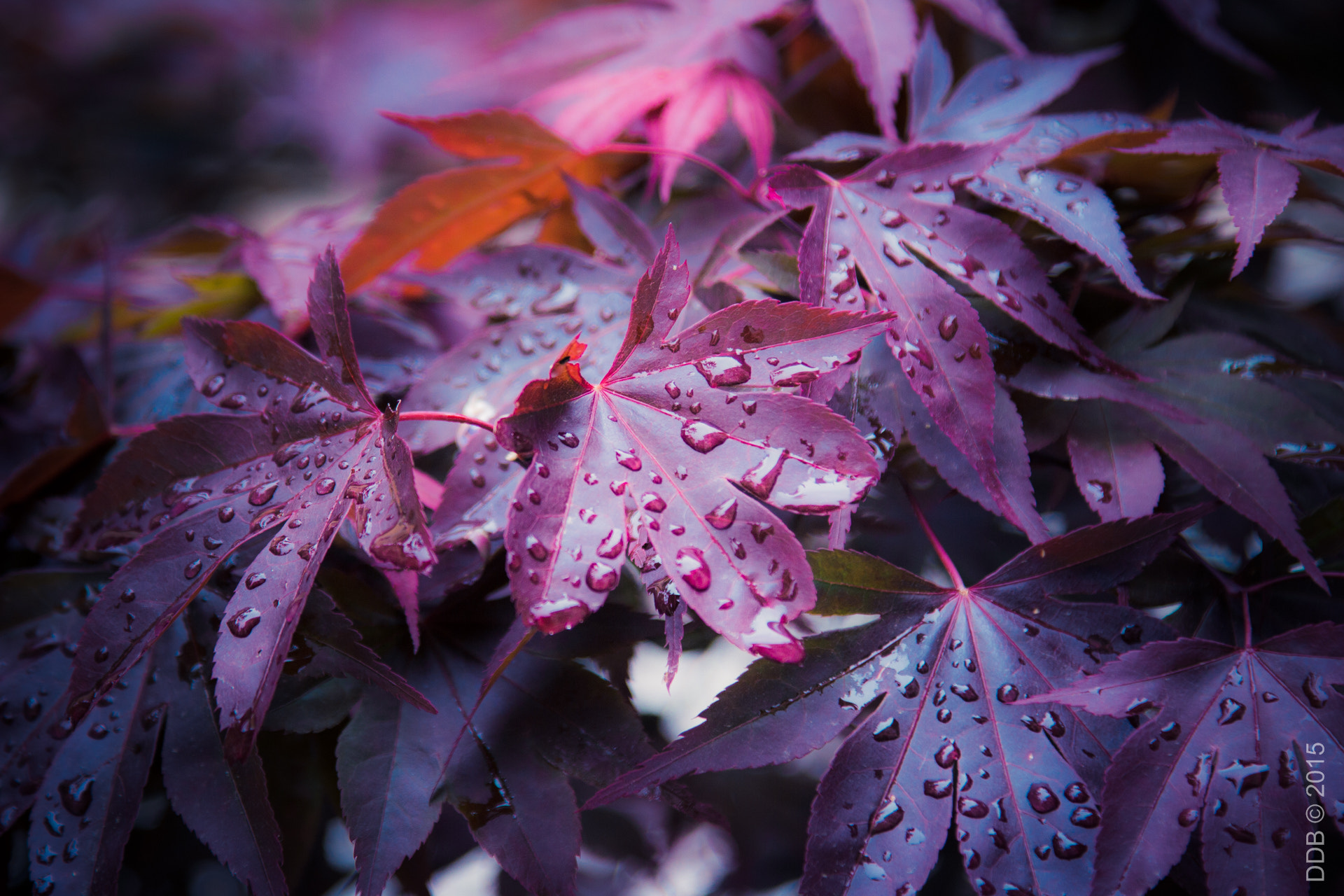 Canon EOS 100D (EOS Rebel SL1 / EOS Kiss X7) + Canon EF 24-105mm F4L IS USM sample photo. Purple rain photography