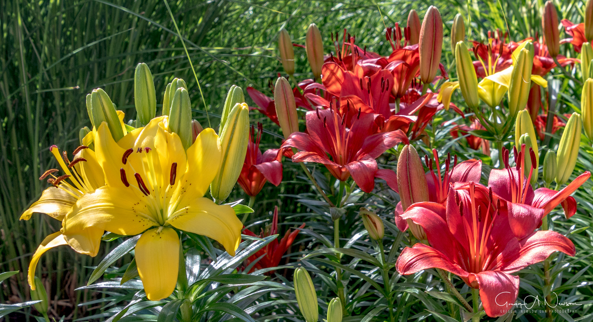 Canon EOS 760D (EOS Rebel T6s / EOS 8000D) sample photo. Untitled (of )flowers photography
