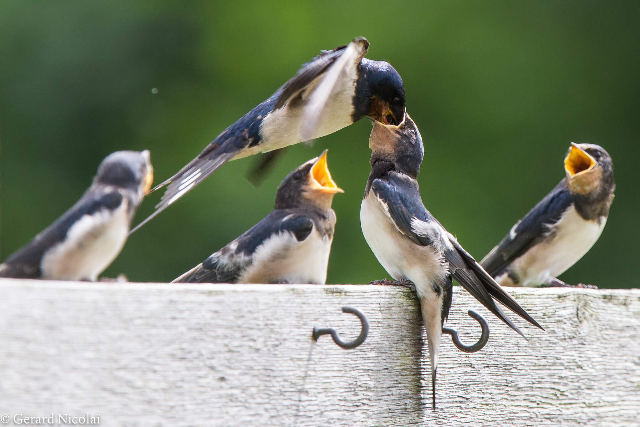 Canon EF 300mm F2.8L IS USM sample photo. Barn swallow feeding photography