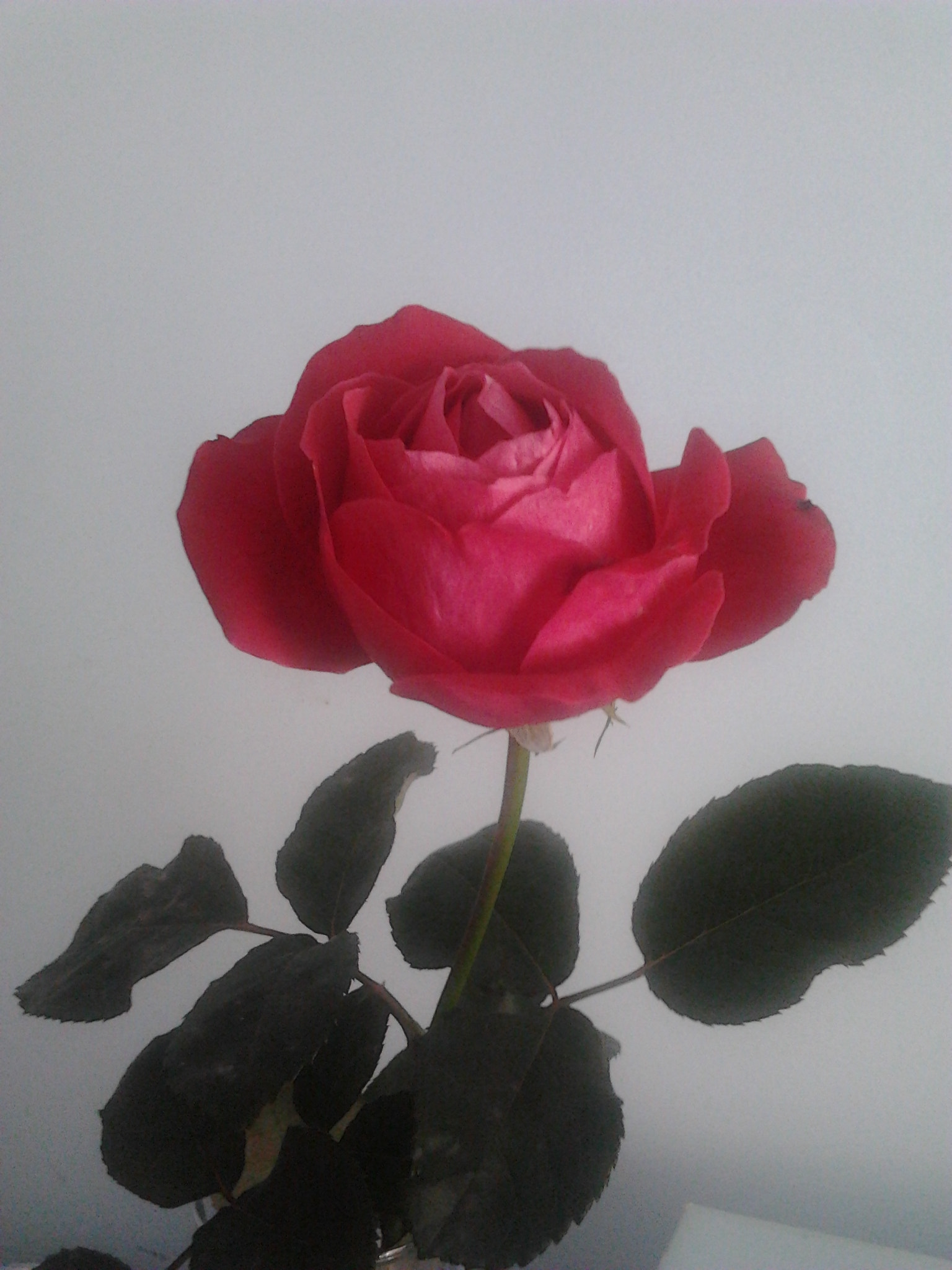 Samsung Galaxy Gio sample photo. Perfect rose photography