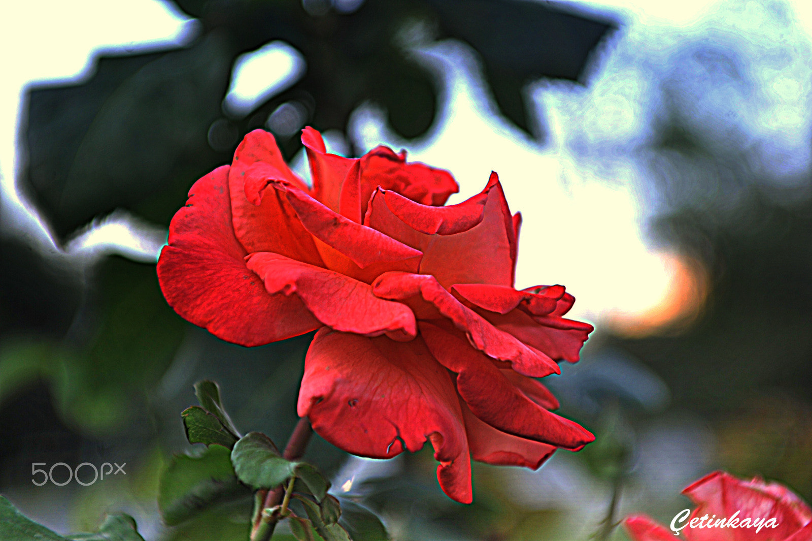 Nikon D3 sample photo. Red rose photography