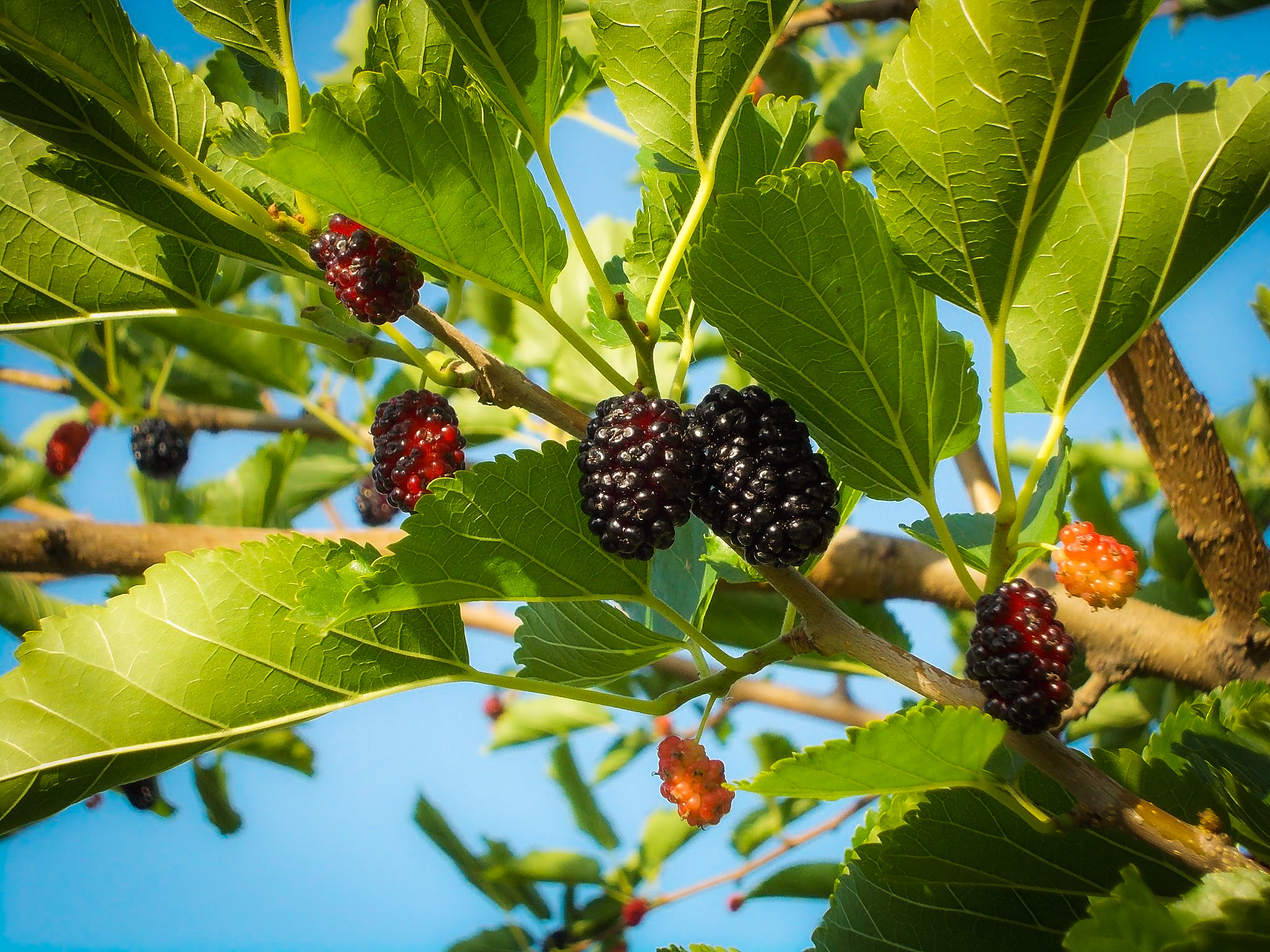 Nikon COOLPIX L23 sample photo. Mulberries on a tree photography