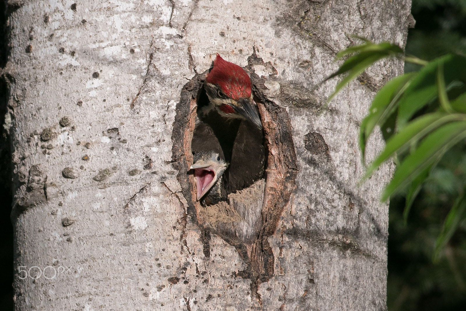 Canon EOS 7D Mark II + Canon EF 400mm F5.6L USM sample photo. Pileatedwoodpeckers crop babypeaksoutwithdad photography