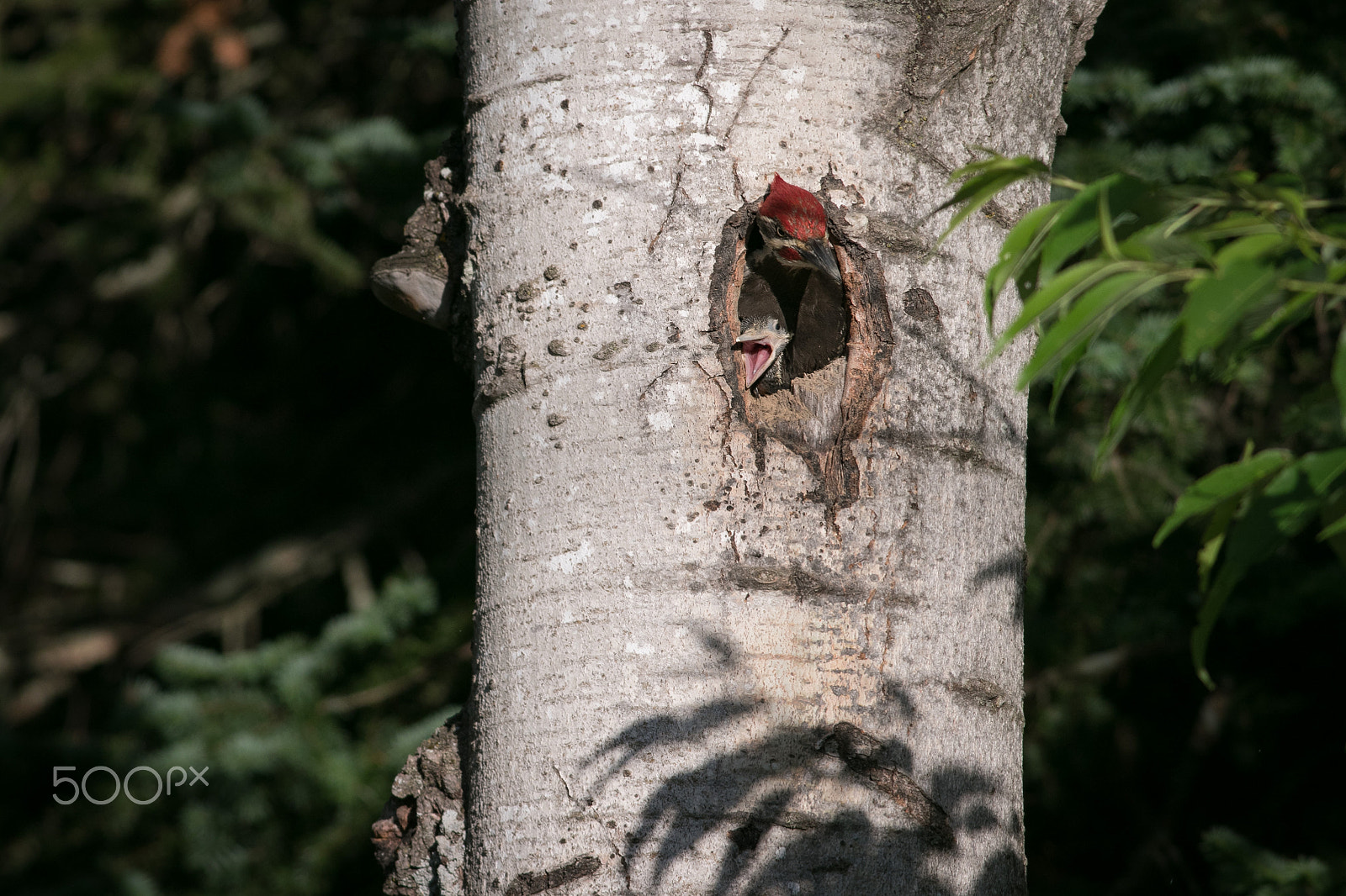 Canon EOS 7D Mark II + Canon EF 400mm F5.6L USM sample photo. Pileatedwoodpeckers babypeaksoutwithdad photography