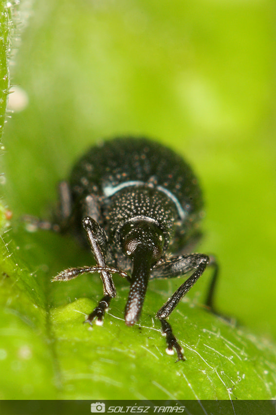 Canon EF 100mm F2.8 Macro USM sample photo