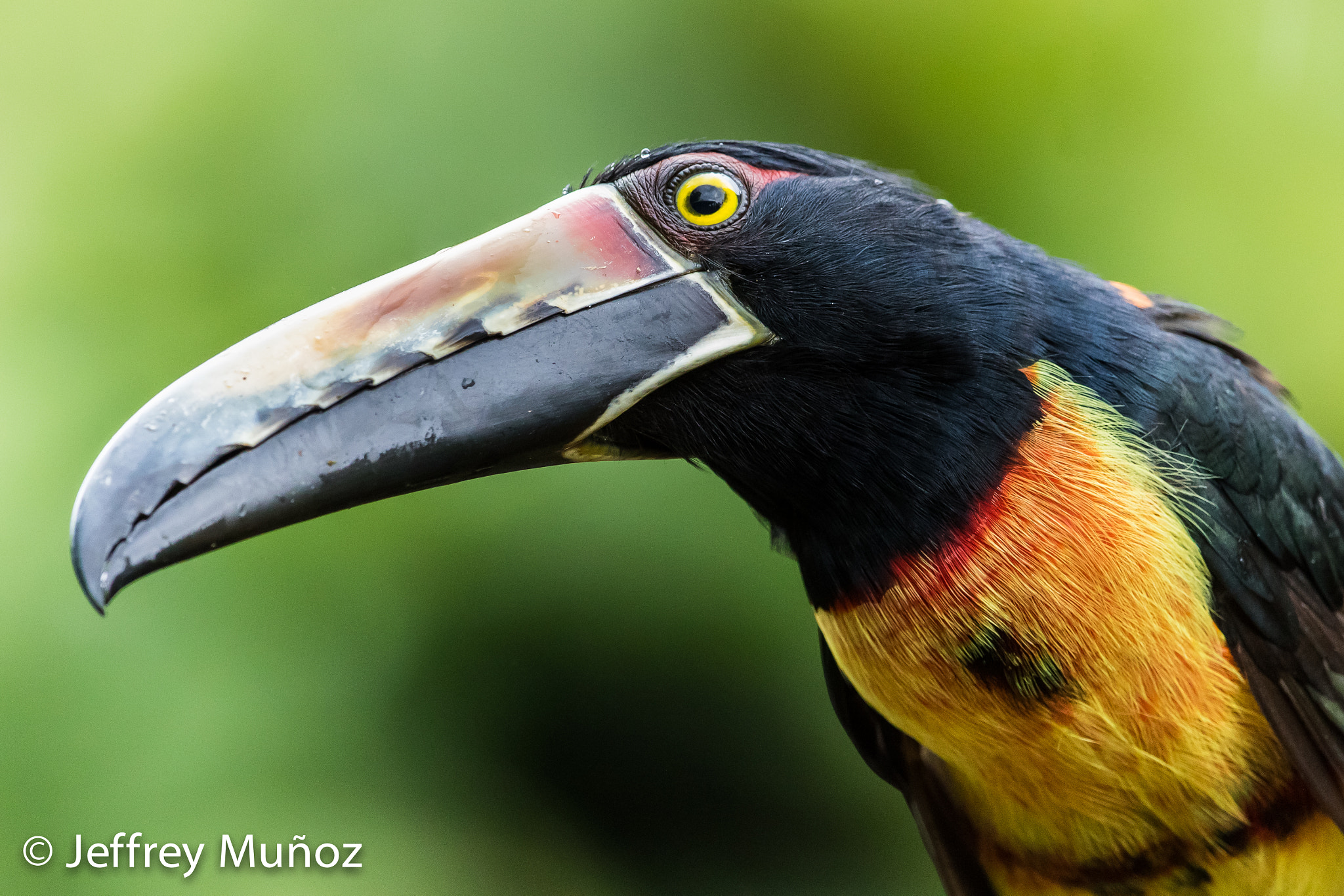 Canon EF 300mm F2.8L IS II USM sample photo. Collared aracari photography