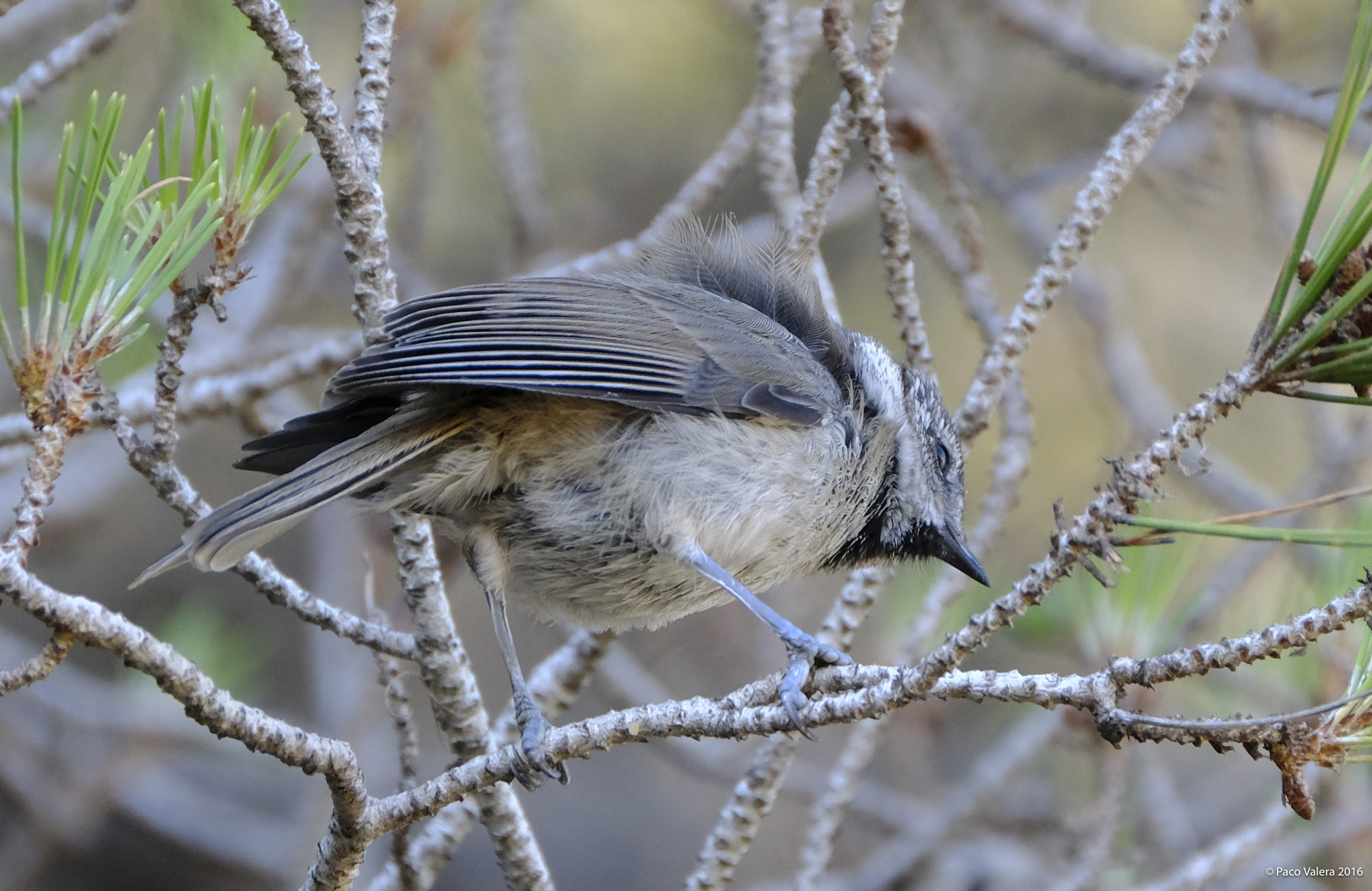 XF100-400mmF4.5-5.6 R LM OIS WR + 1.4x sample photo. Crested tit photography