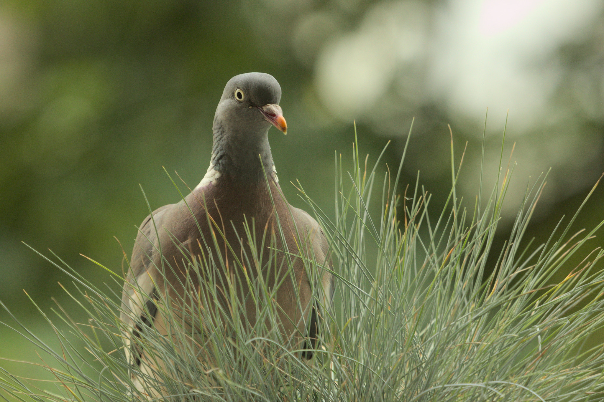 Canon EOS 60D + Canon EF 100-400mm F4.5-5.6L IS USM sample photo. Camping pigeon photography