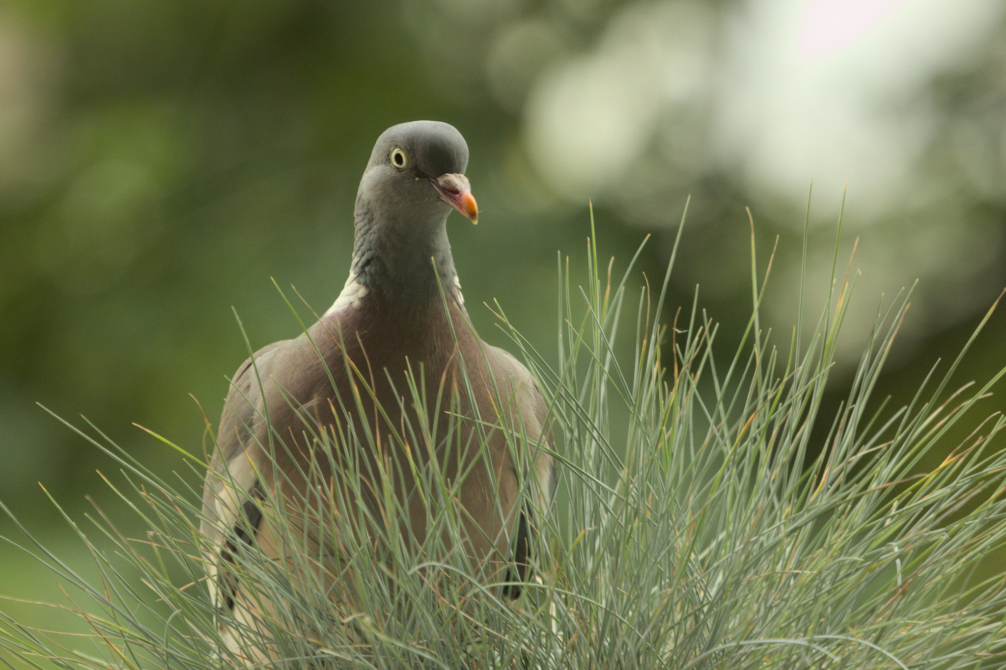 Canon EF 100-400mm F4.5-5.6L IS USM sample photo. Camping pigeon photography