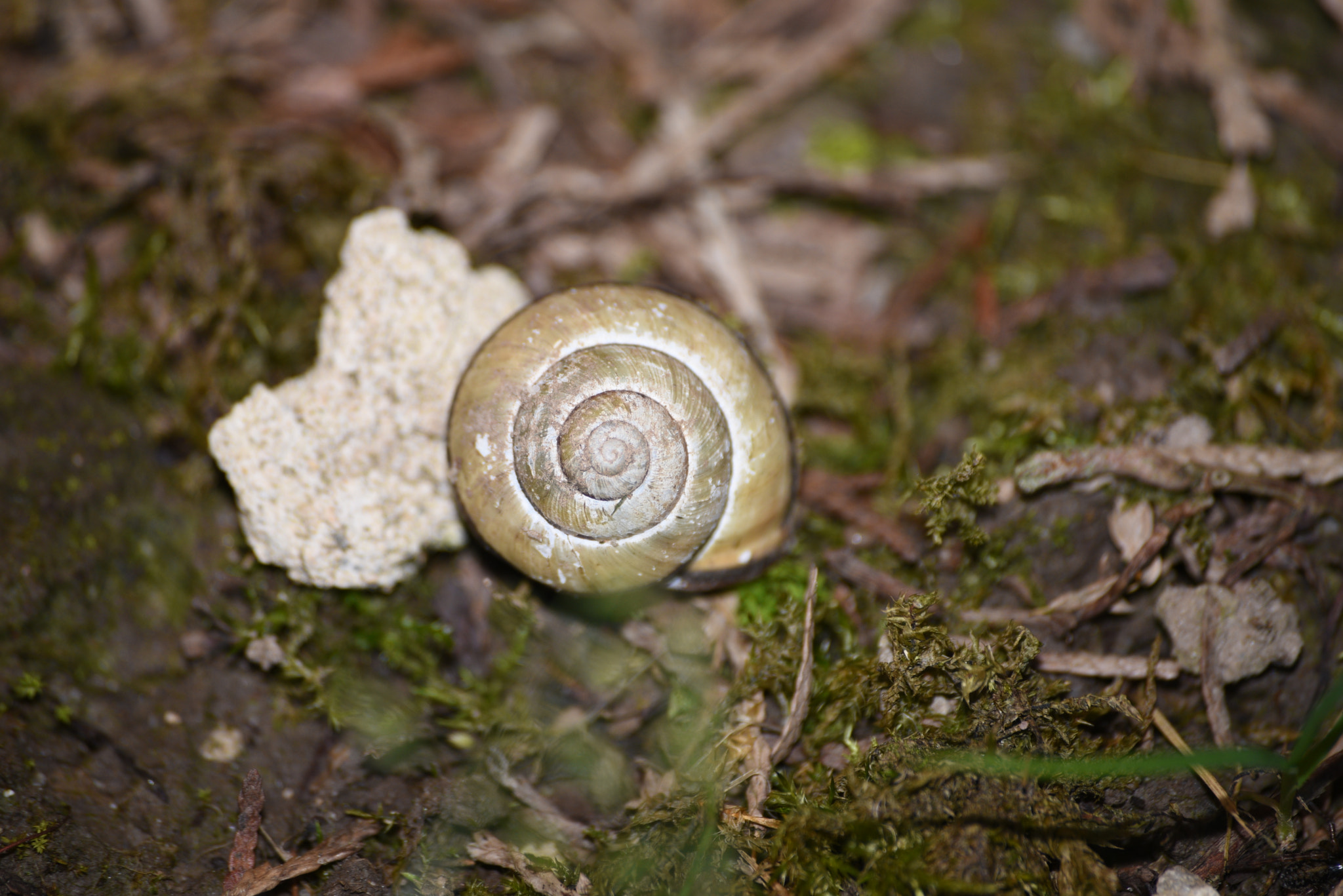 Sigma 70-300mm F4-5.6 APO DG Macro sample photo. Snail shell photography