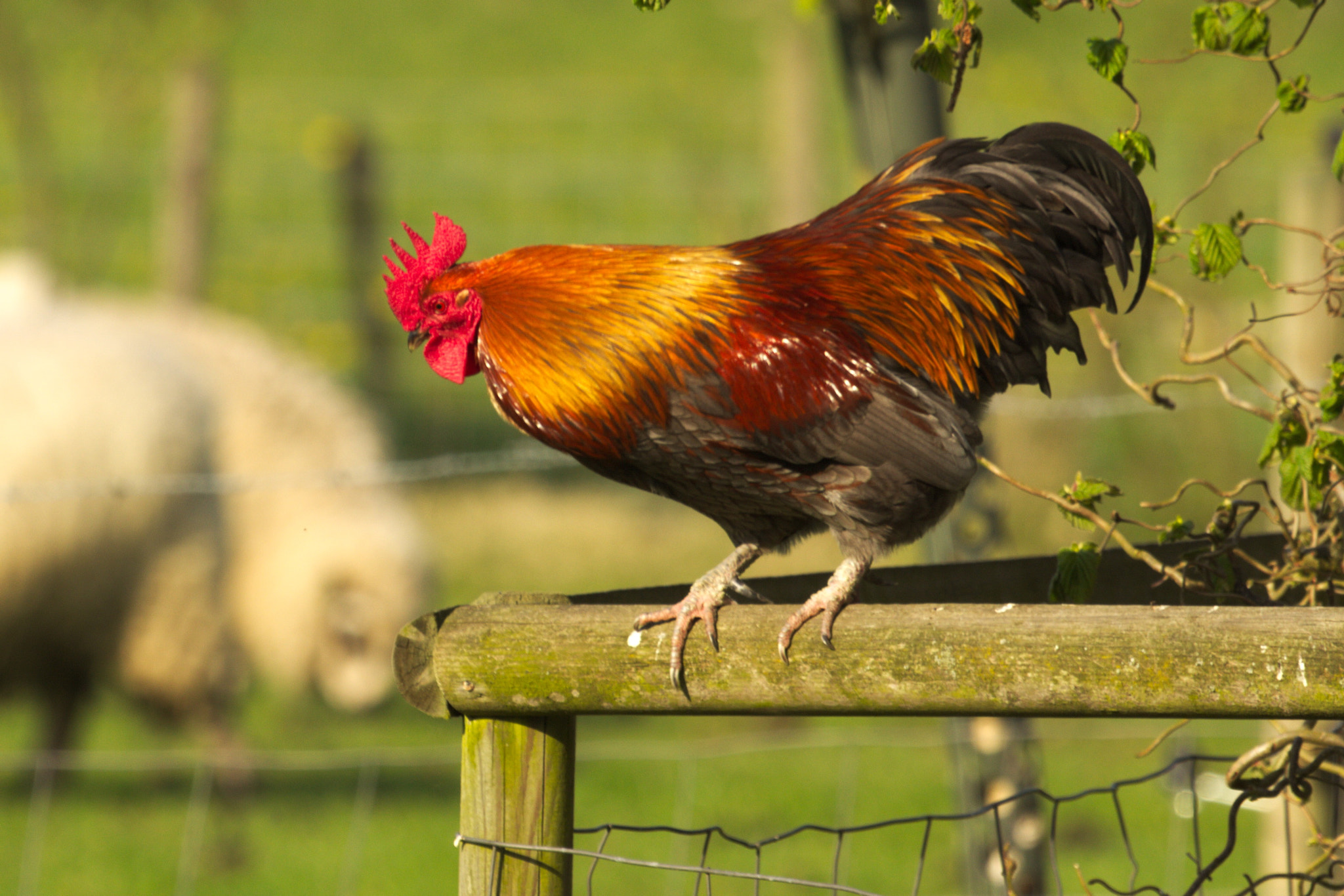Canon EOS 60D + Canon EF 100-400mm F4.5-5.6L IS USM sample photo. Rooster ready to jump photography