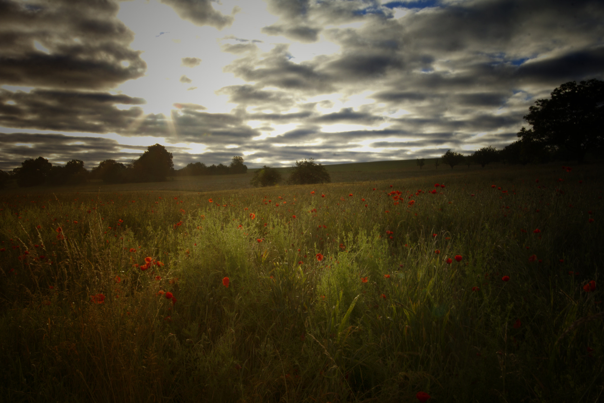 Sigma 12-24mm F4.5-5.6 II DG HSM sample photo. Coeuve fleurs photography