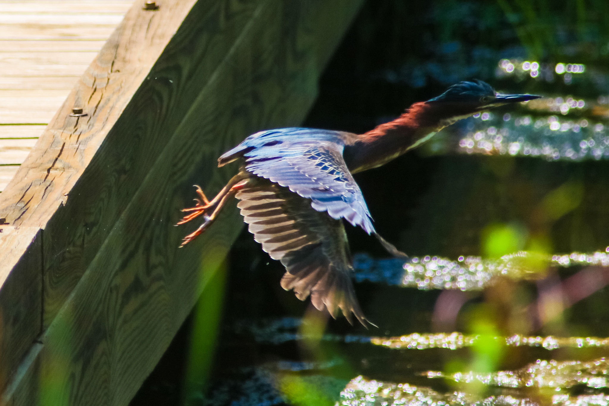 Canon EOS 760D (EOS Rebel T6s / EOS 8000D) + Canon 200-500mm sample photo. Green heron in our yard. photography