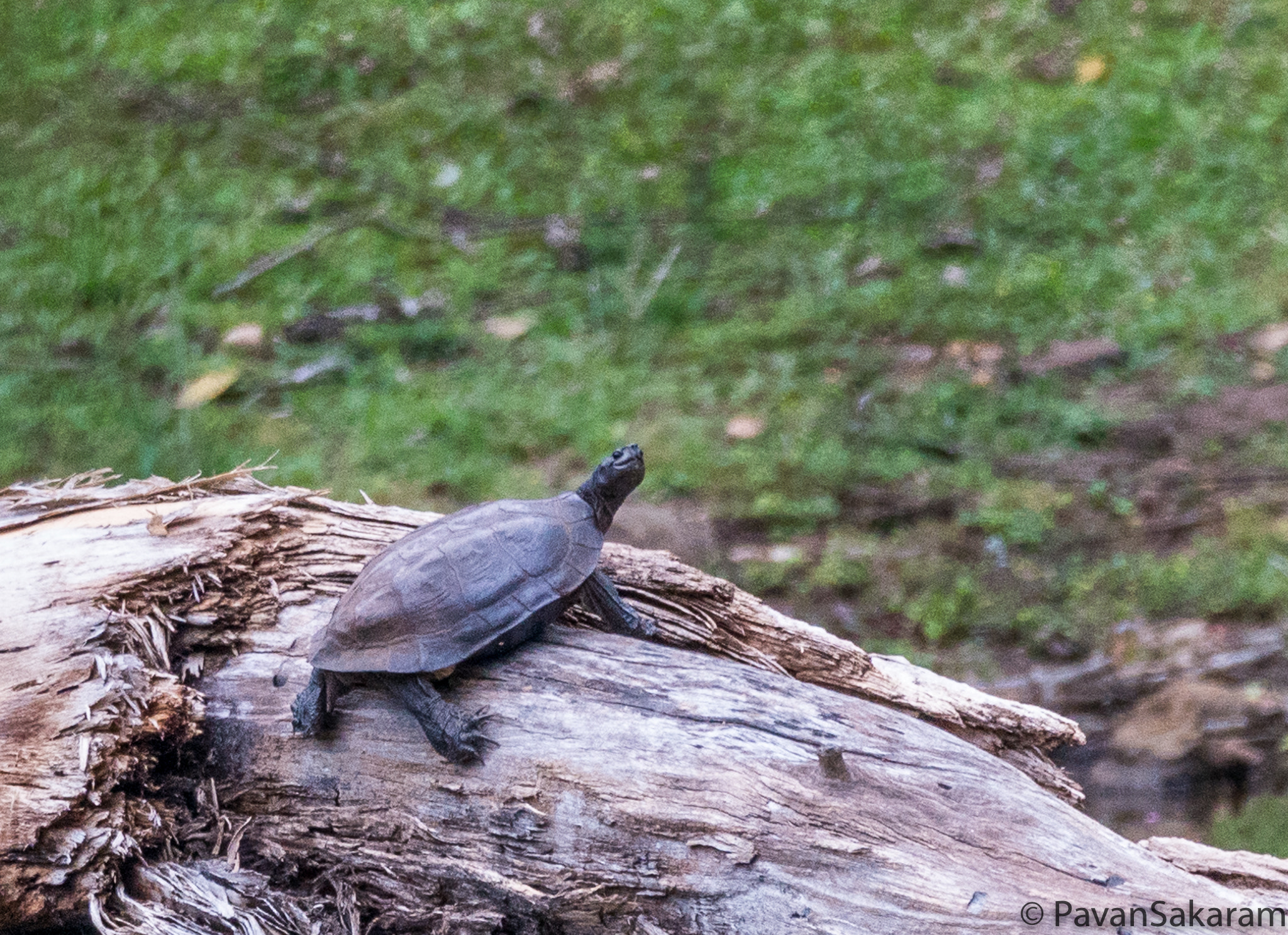 150-600mm F5-6.3 DG OS HSM | Contemporary 015 sample photo. Travancore tortoise photography
