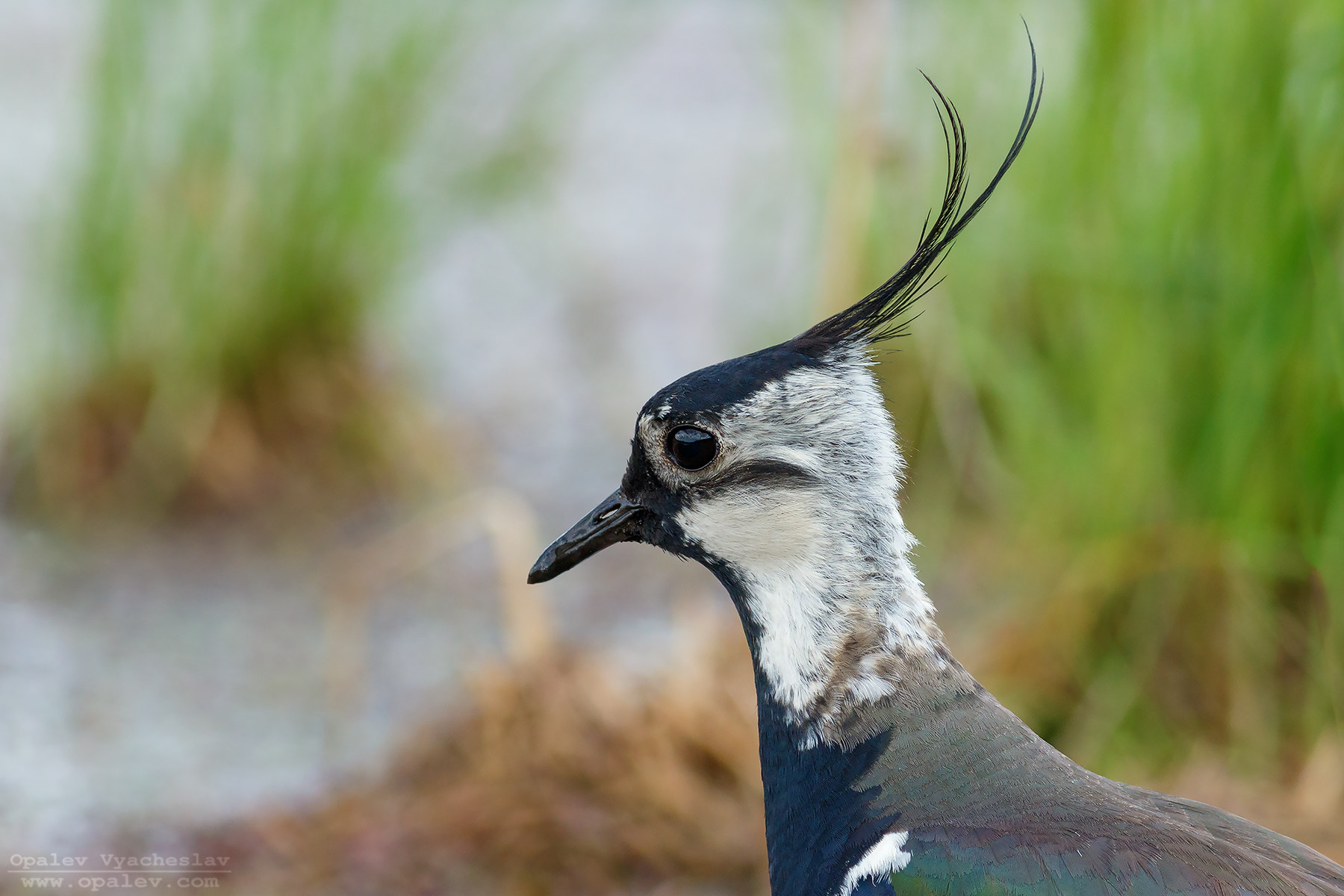 Canon EOS 7D Mark II + Canon EF 400mm F5.6L USM sample photo. Lapwing photography