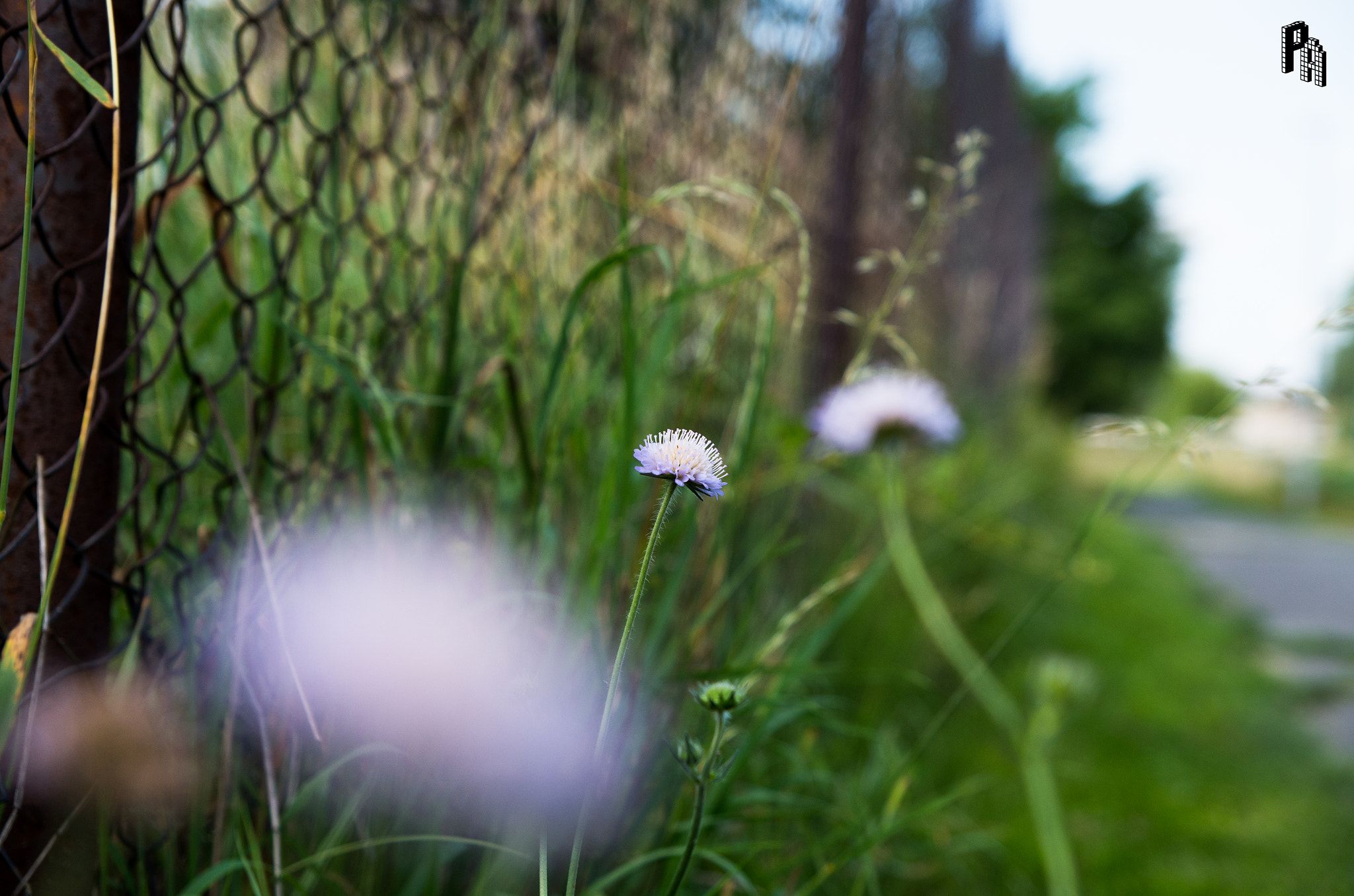 Pentax K-50 sample photo. Flowers photography