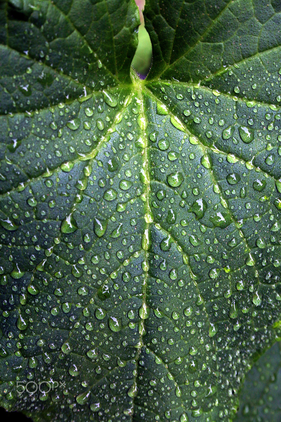 Canon EF-S 18-55mm F3.5-5.6 sample photo. Morning cucumber leaf photography