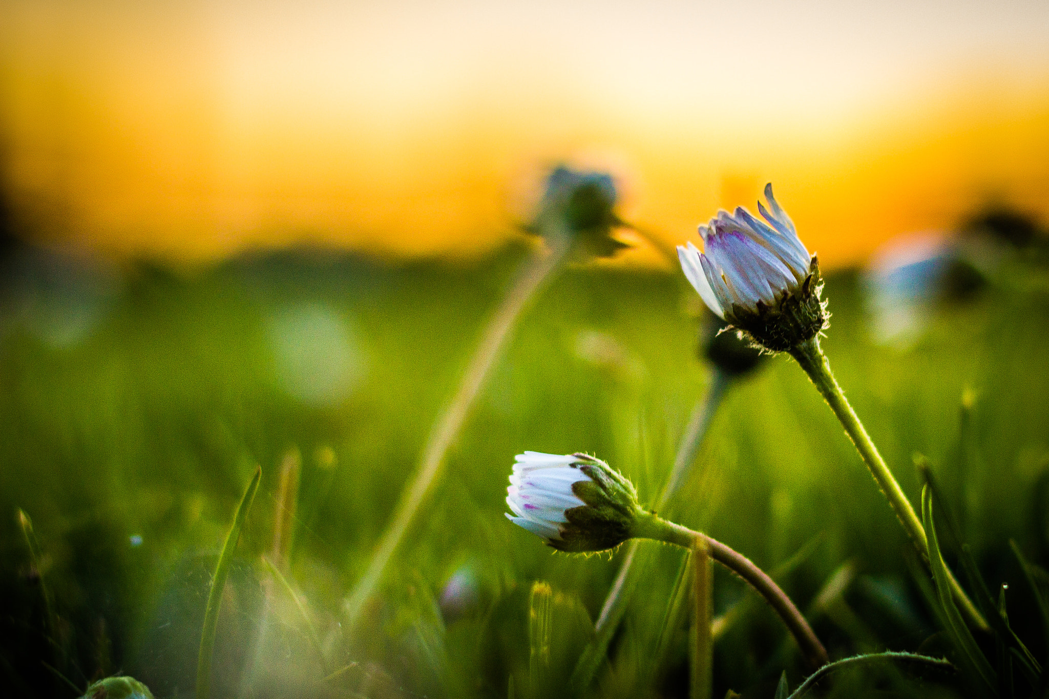 Canon EOS 550D (EOS Rebel T2i / EOS Kiss X4) + Canon EF 35mm F2 sample photo. Daisies in the grass photography