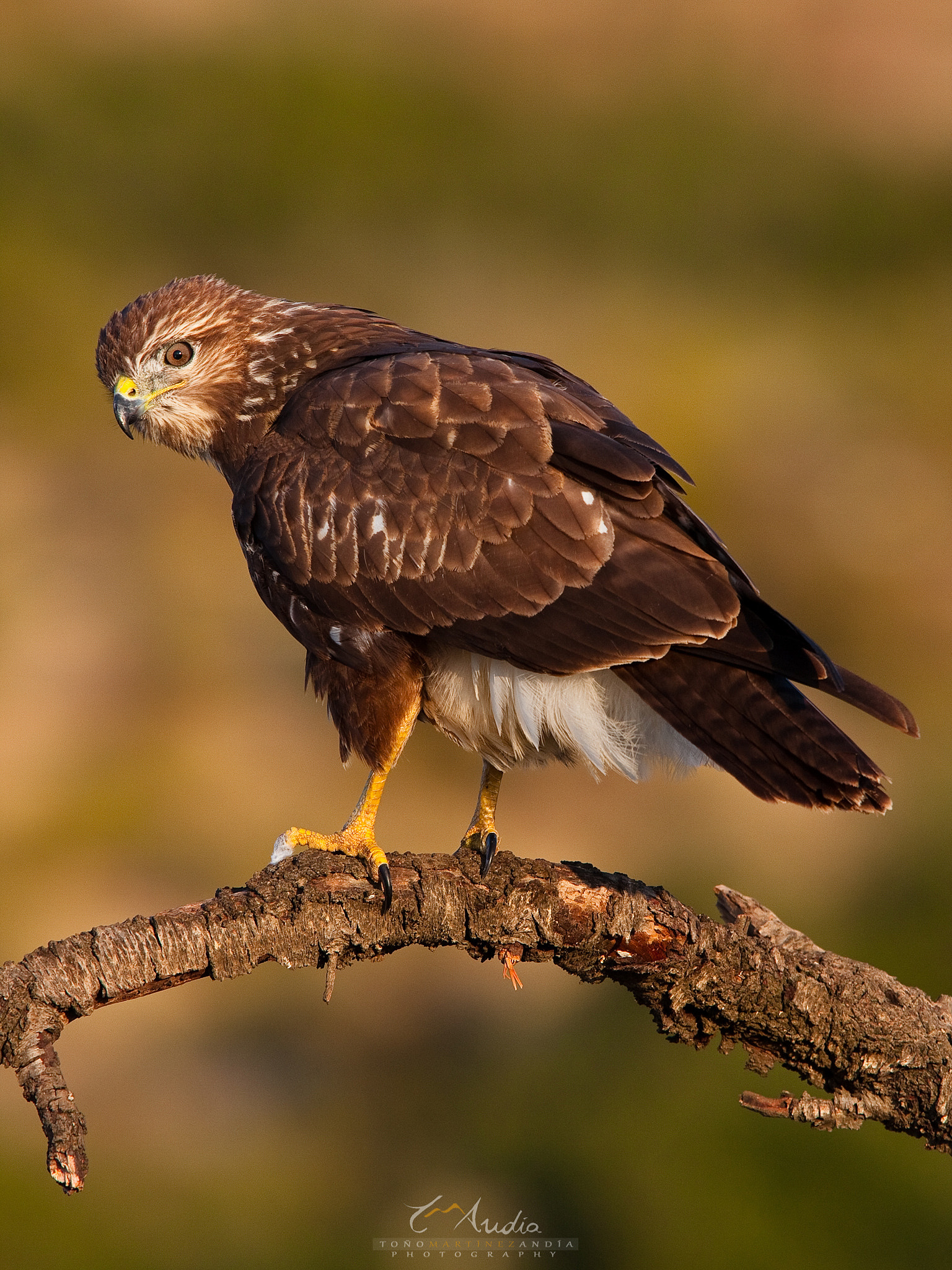 Canon EOS 40D + Canon EF 300mm F2.8L IS USM sample photo. The buzzard (buteo buteo) photography