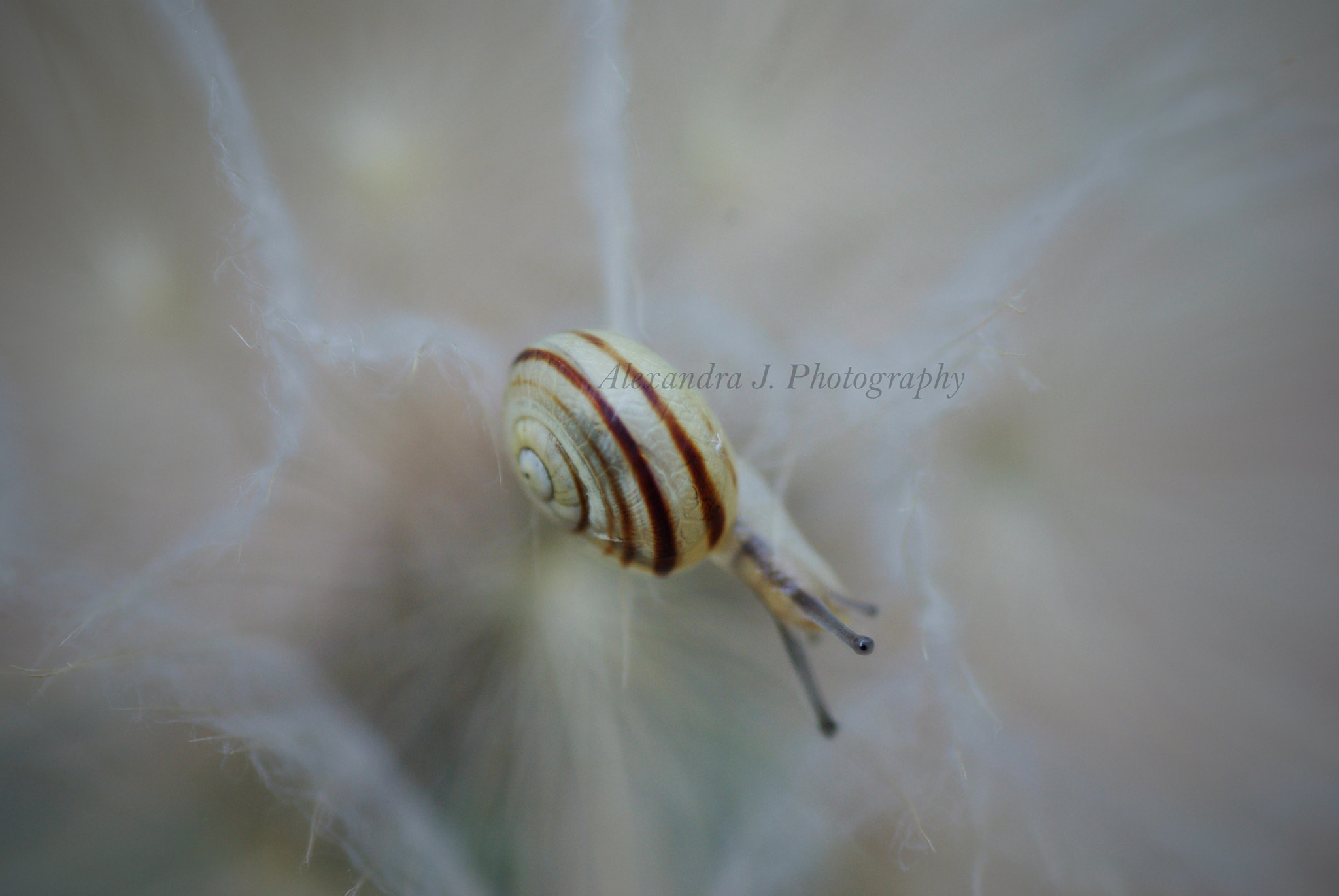 Pentax K10D sample photo. Mr. snail in tragopogon photography