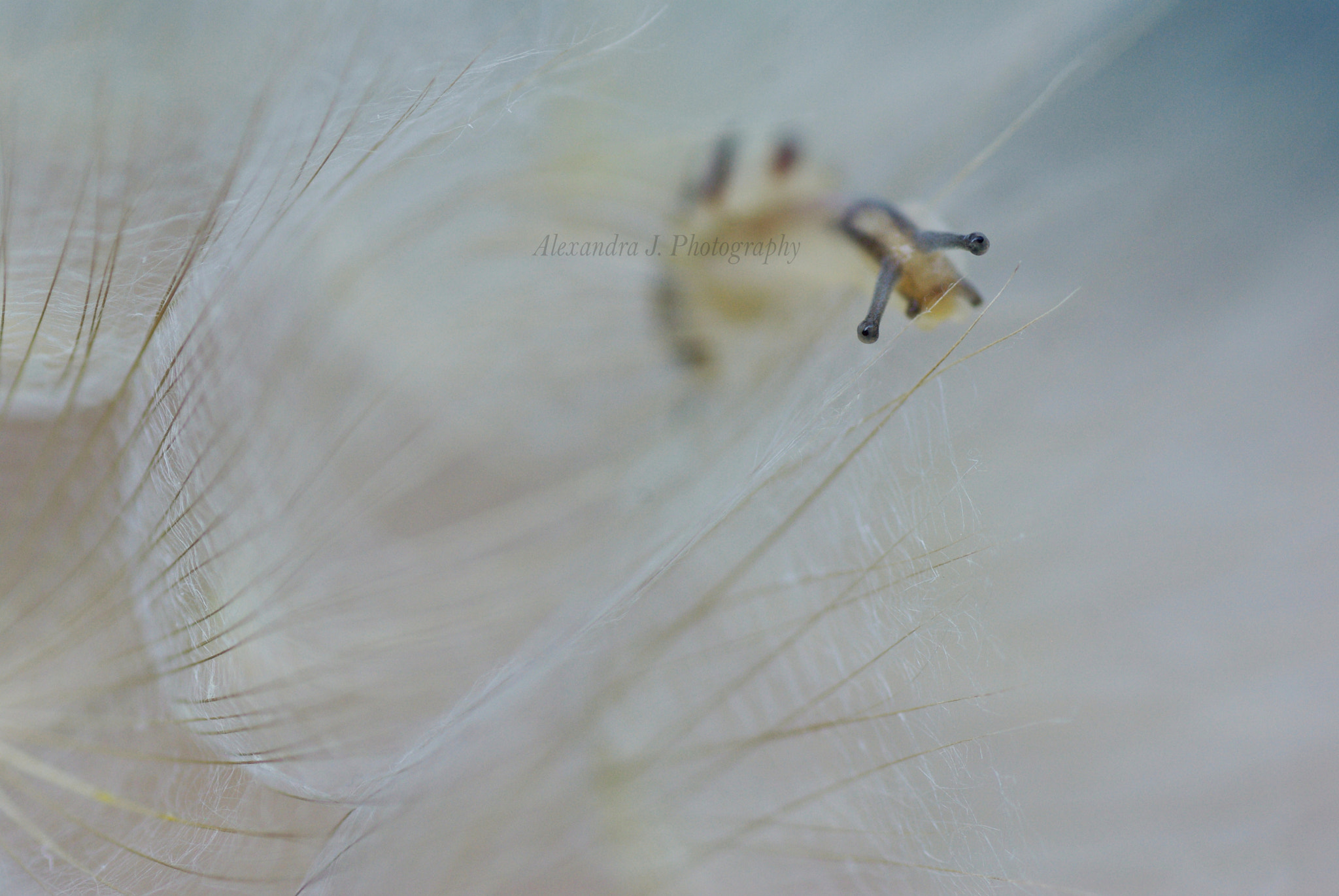 Tamron SP AF 90mm F2.8 Di Macro sample photo. Mr. snail photography