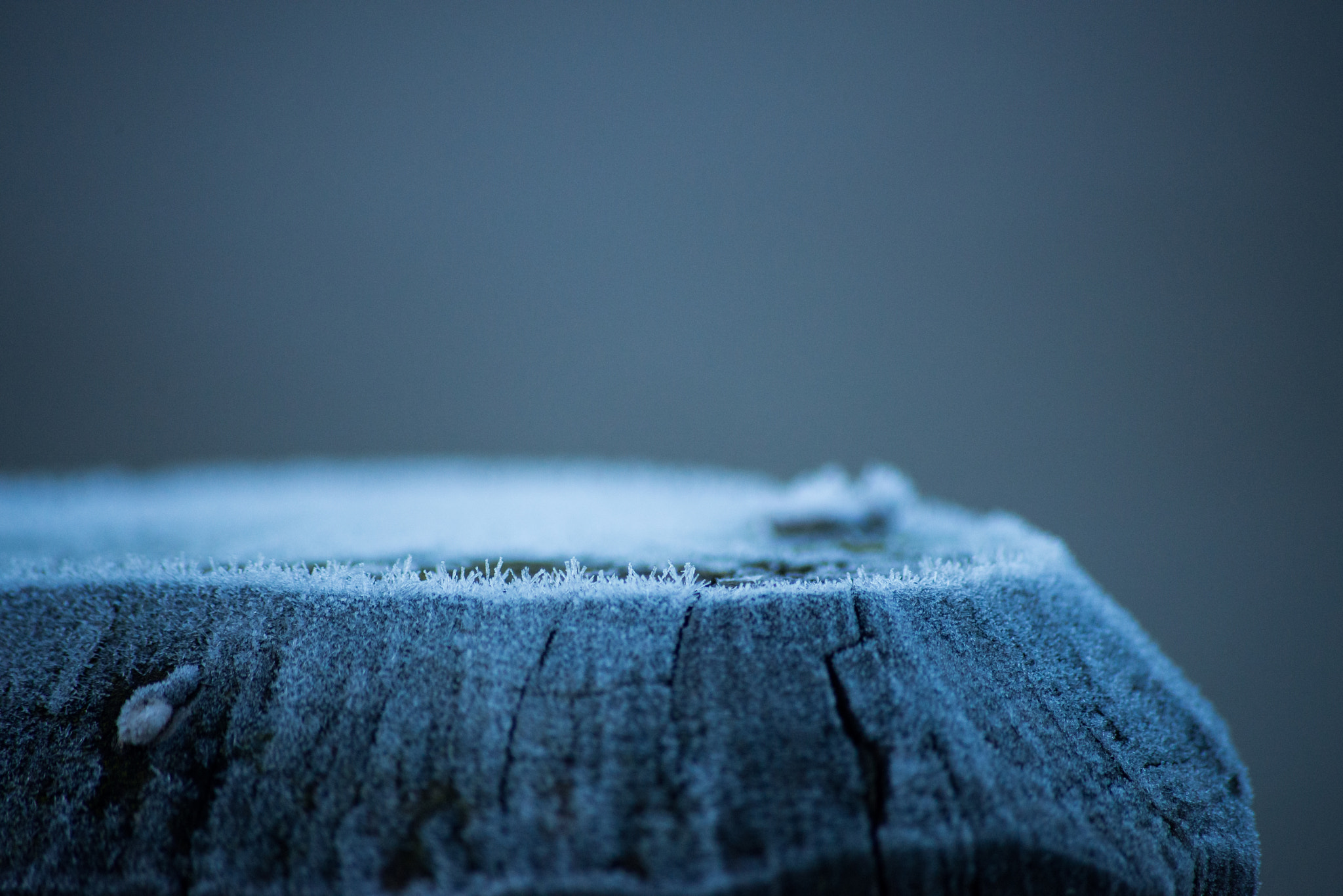 Sigma 70-300mm F4-5.6 APO DG Macro sample photo. Frozen wood photography