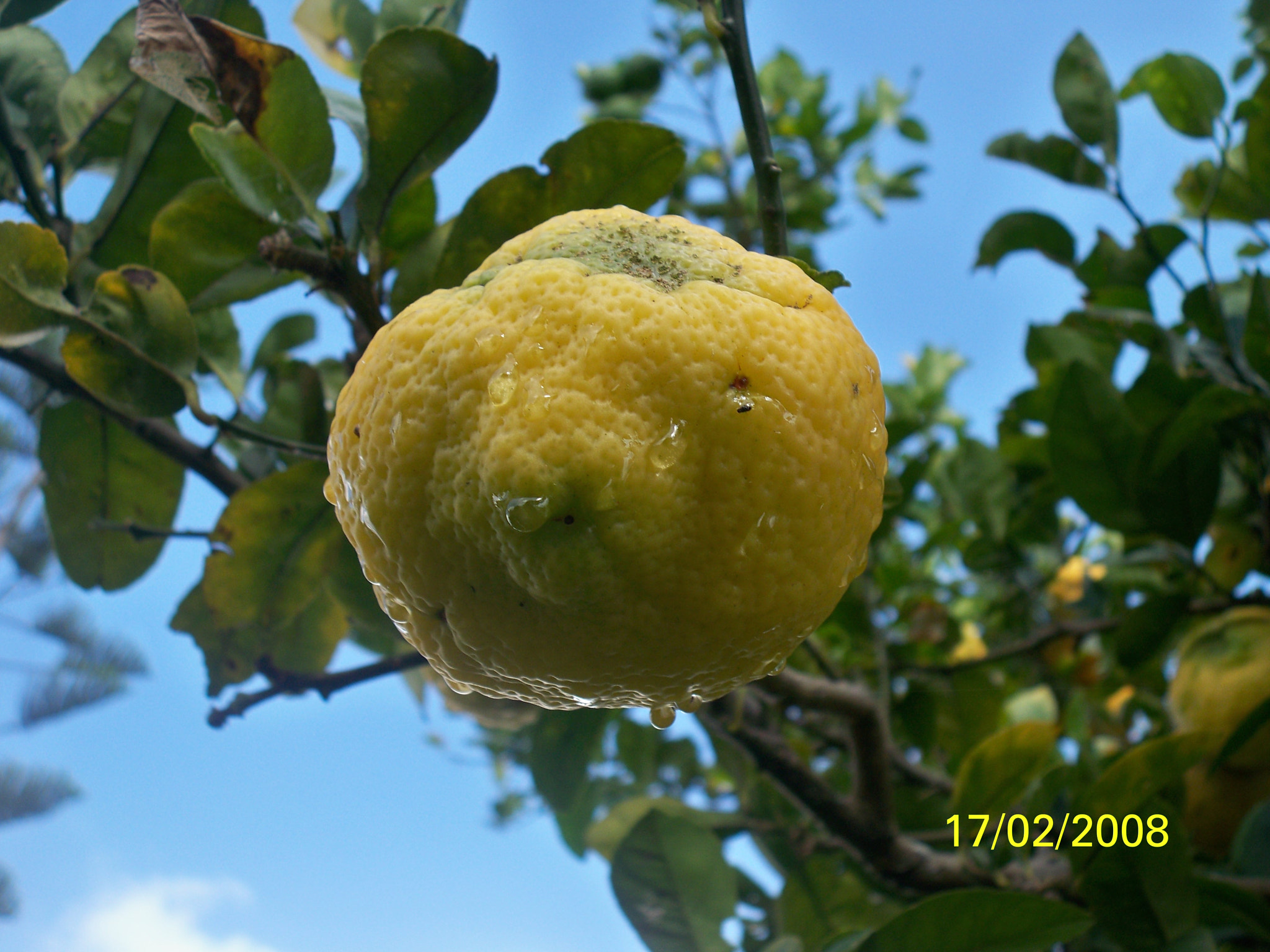 Kodak EASYSHARE M1093 IS DIGITAL CAMERA sample photo. Limoncito photography