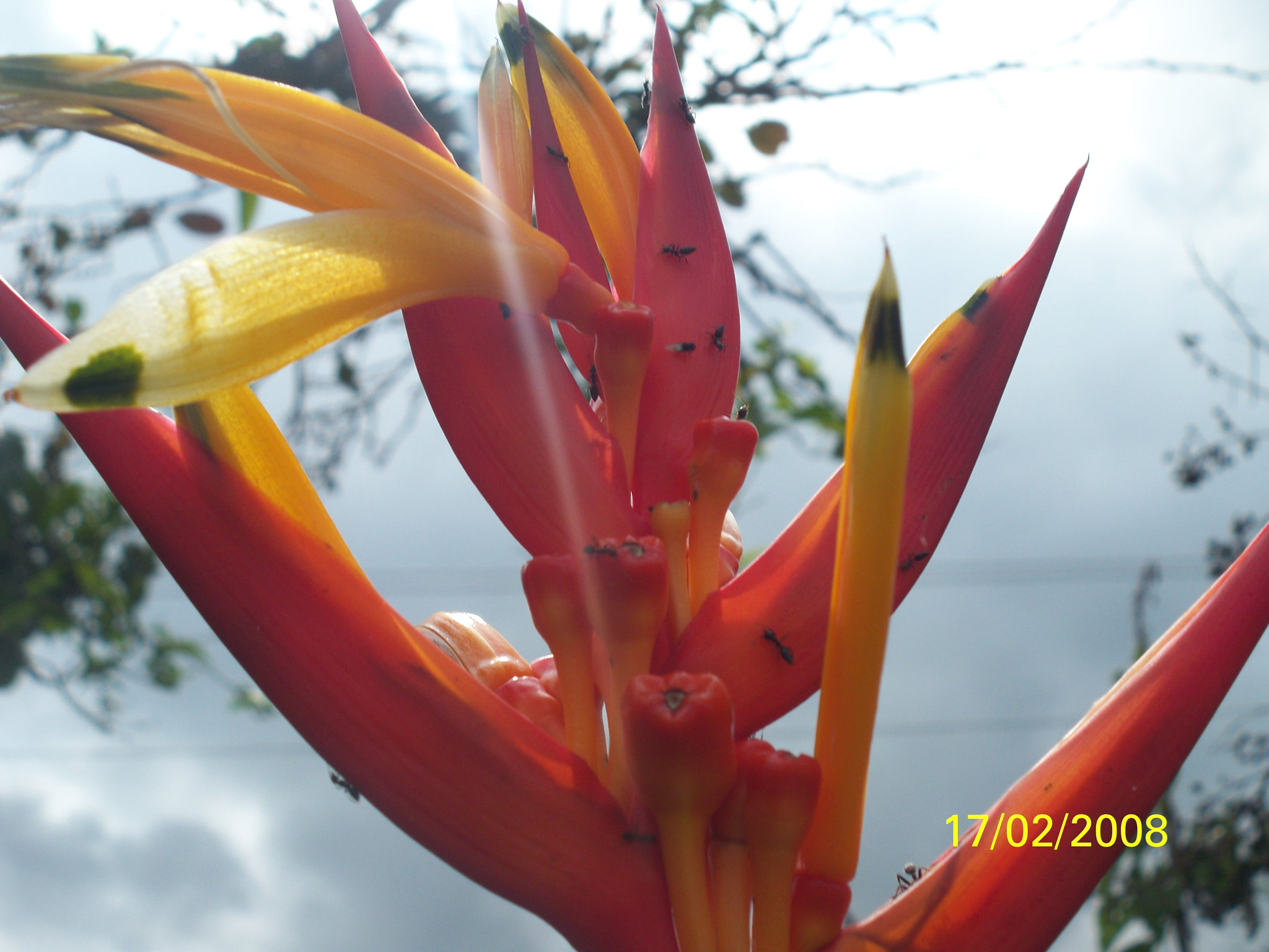 Kodak EASYSHARE M1093 IS DIGITAL CAMERA sample photo. Flor y sol photography