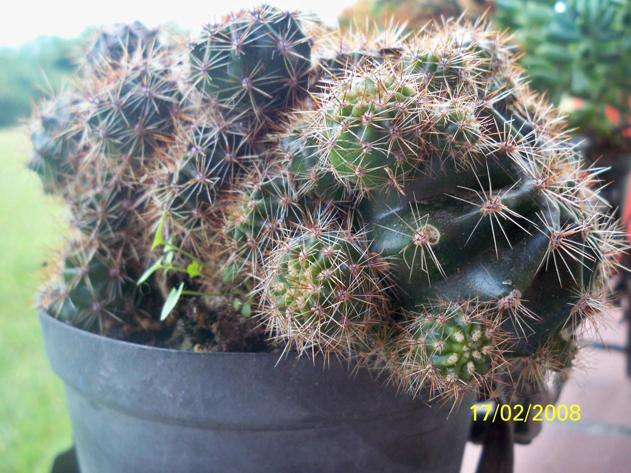 Kodak EASYSHARE M1093 IS DIGITAL CAMERA sample photo. Cactux photography