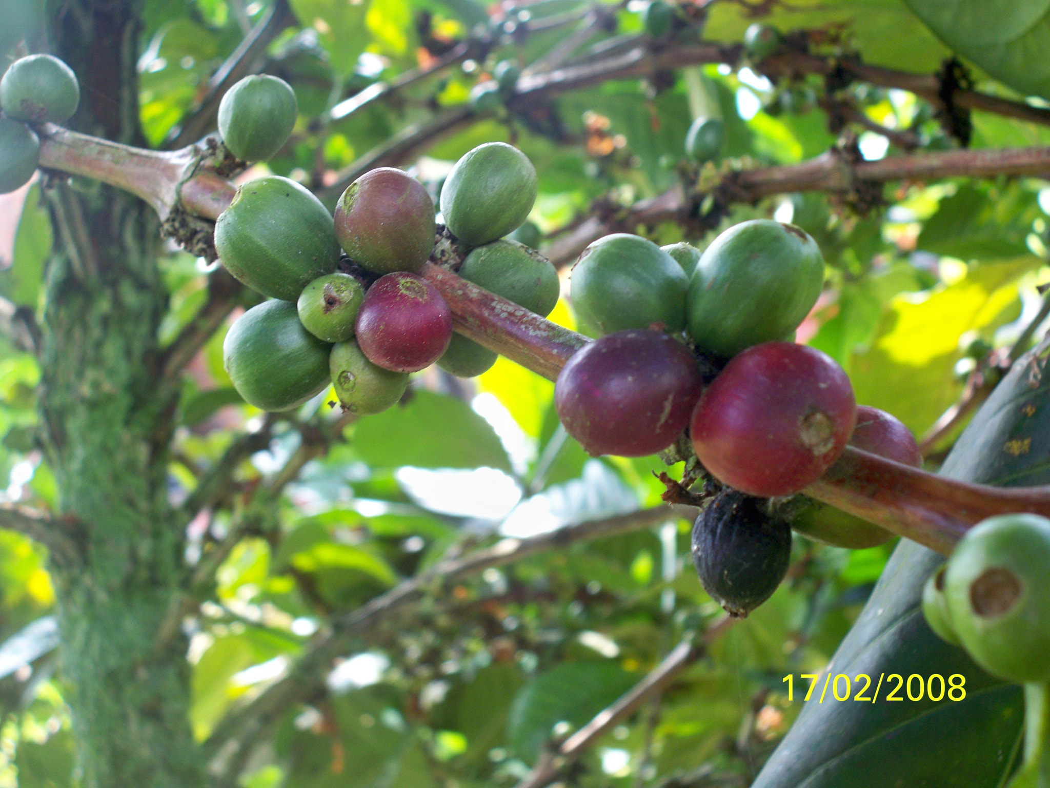 Kodak EASYSHARE M1093 IS DIGITAL CAMERA sample photo. Café maduro photography