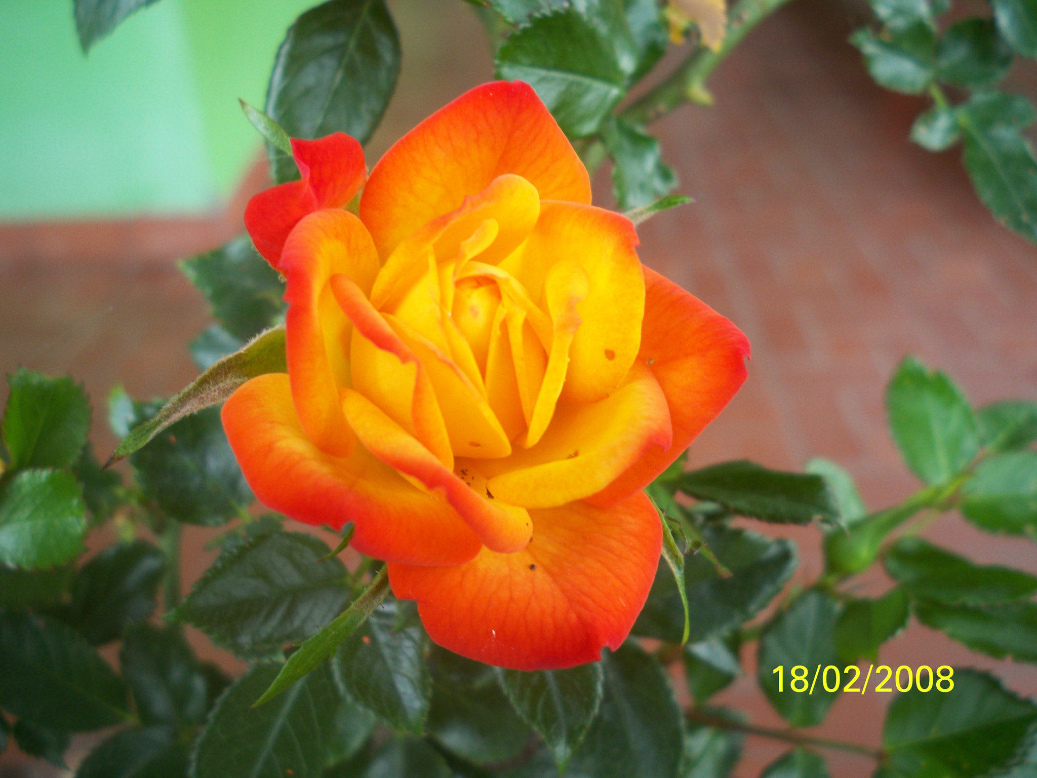 Kodak EASYSHARE M1093 IS DIGITAL CAMERA sample photo. Flor del sol photography