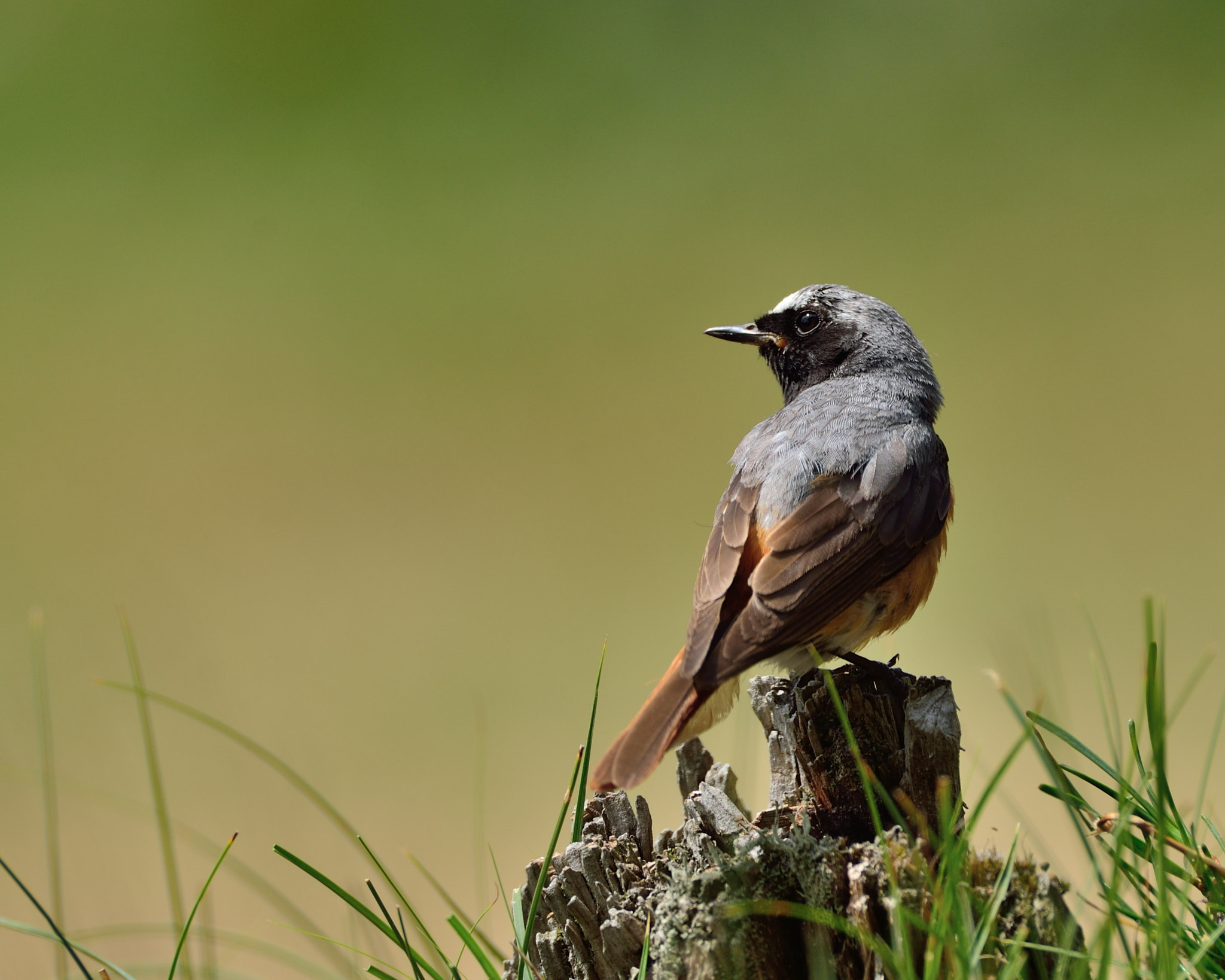 AF-S Nikkor 600mm f/4D IF-ED sample photo. Gekraagde roodstaart photography