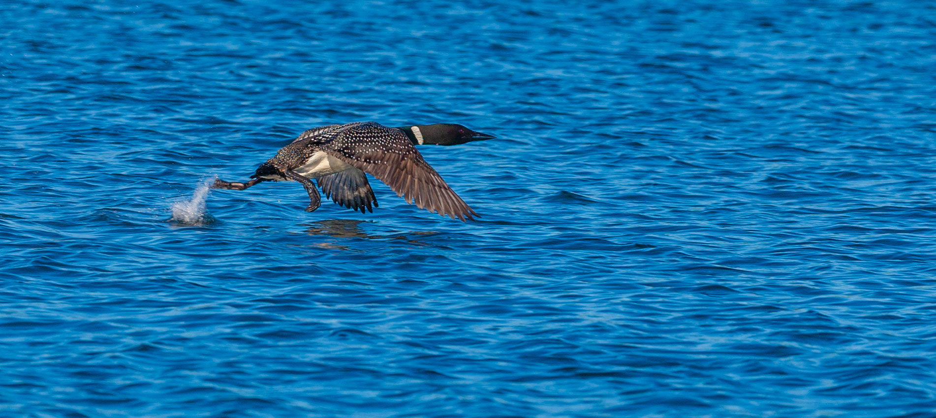 Canon EF 300mm F2.8L IS II USM sample photo. Running start photography