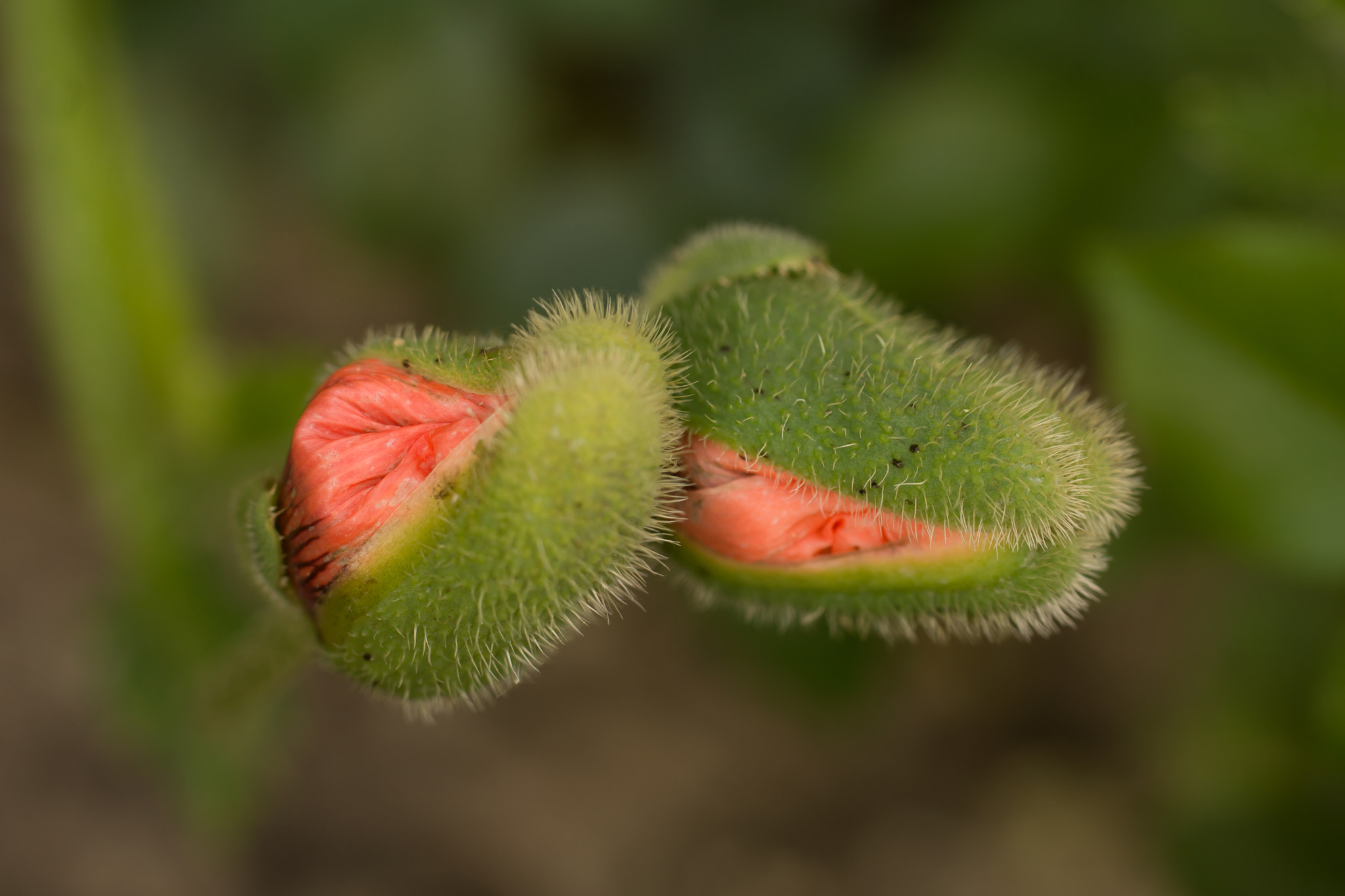 Sony SLT-A65 (SLT-A65V) sample photo. Papaver photography
