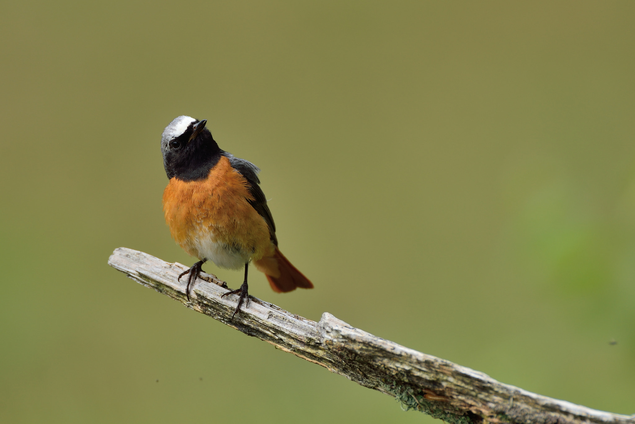 AF-S Nikkor 600mm f/4D IF-ED sample photo. Gekraagde roodstaart photography