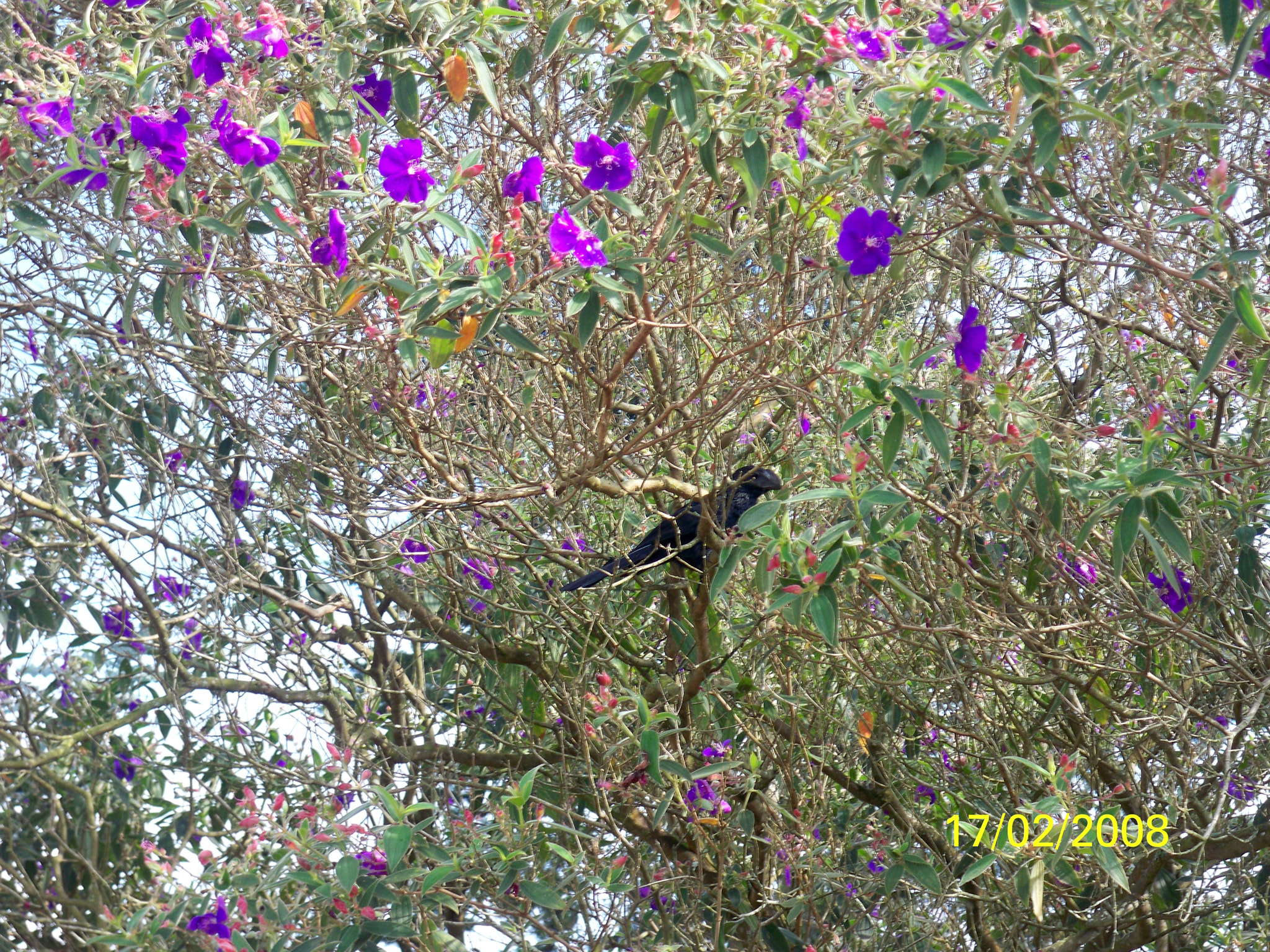 Kodak EASYSHARE M1093 IS DIGITAL CAMERA sample photo. Pajaro photography