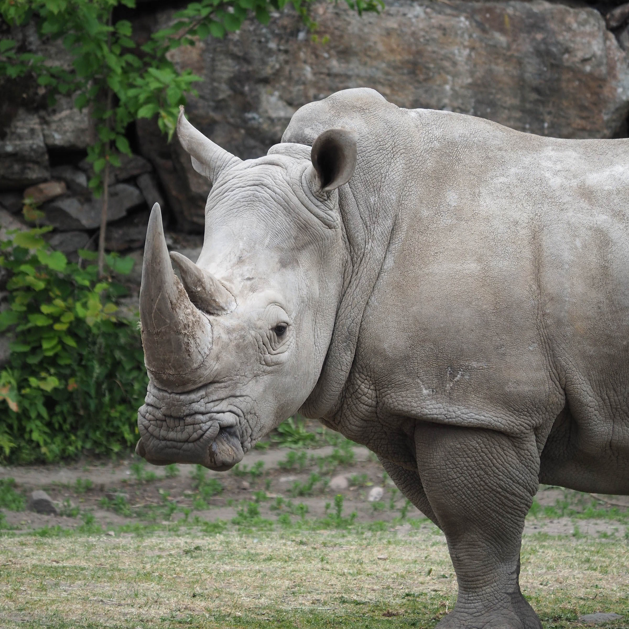 Olympus OM-D E-M5 II sample photo. Rhinoceros photography