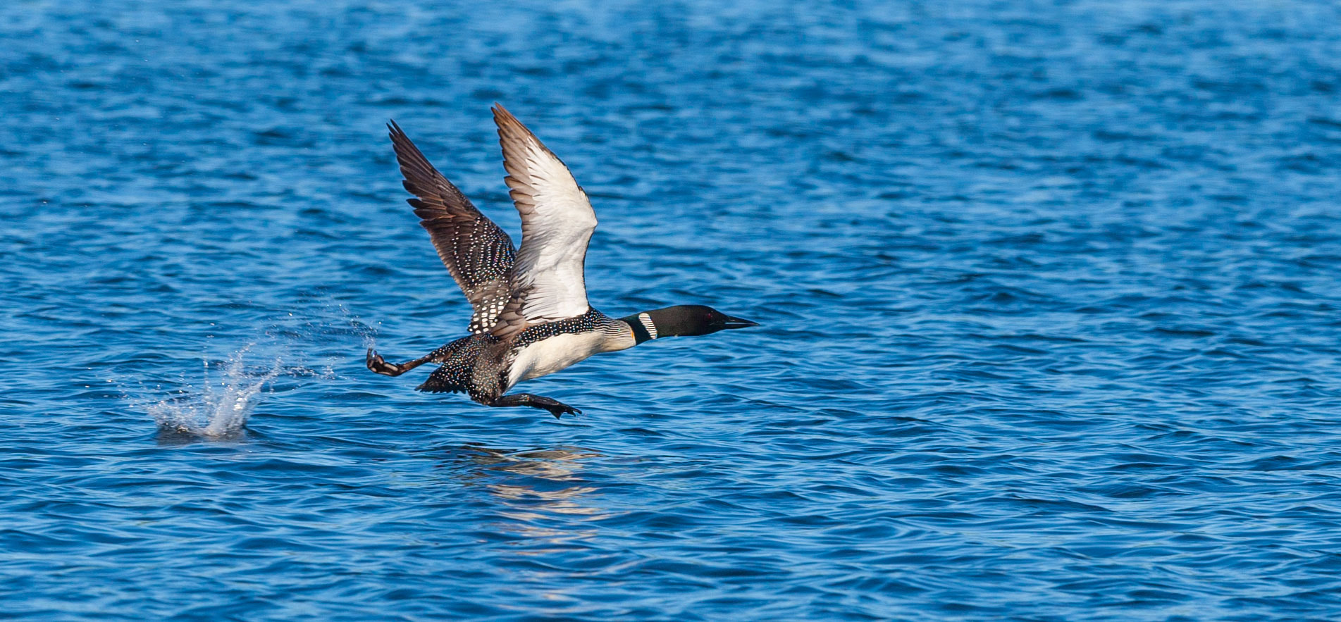 Canon EF 300mm F2.8L IS II USM sample photo. Full speed ahead photography