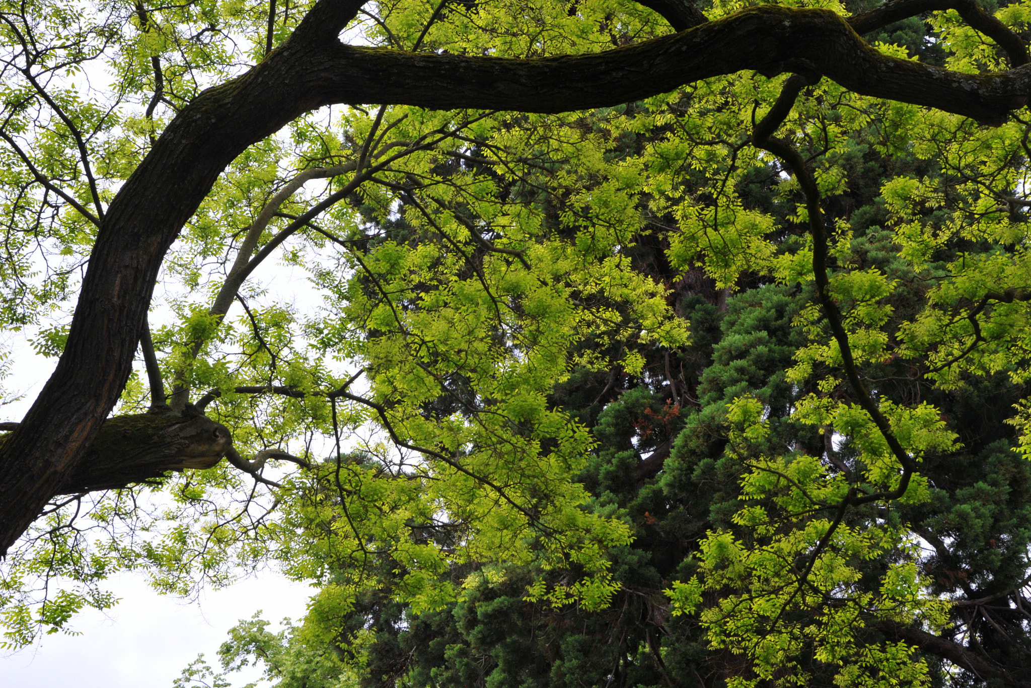 Nikon D3S sample photo. Green inspiration photography